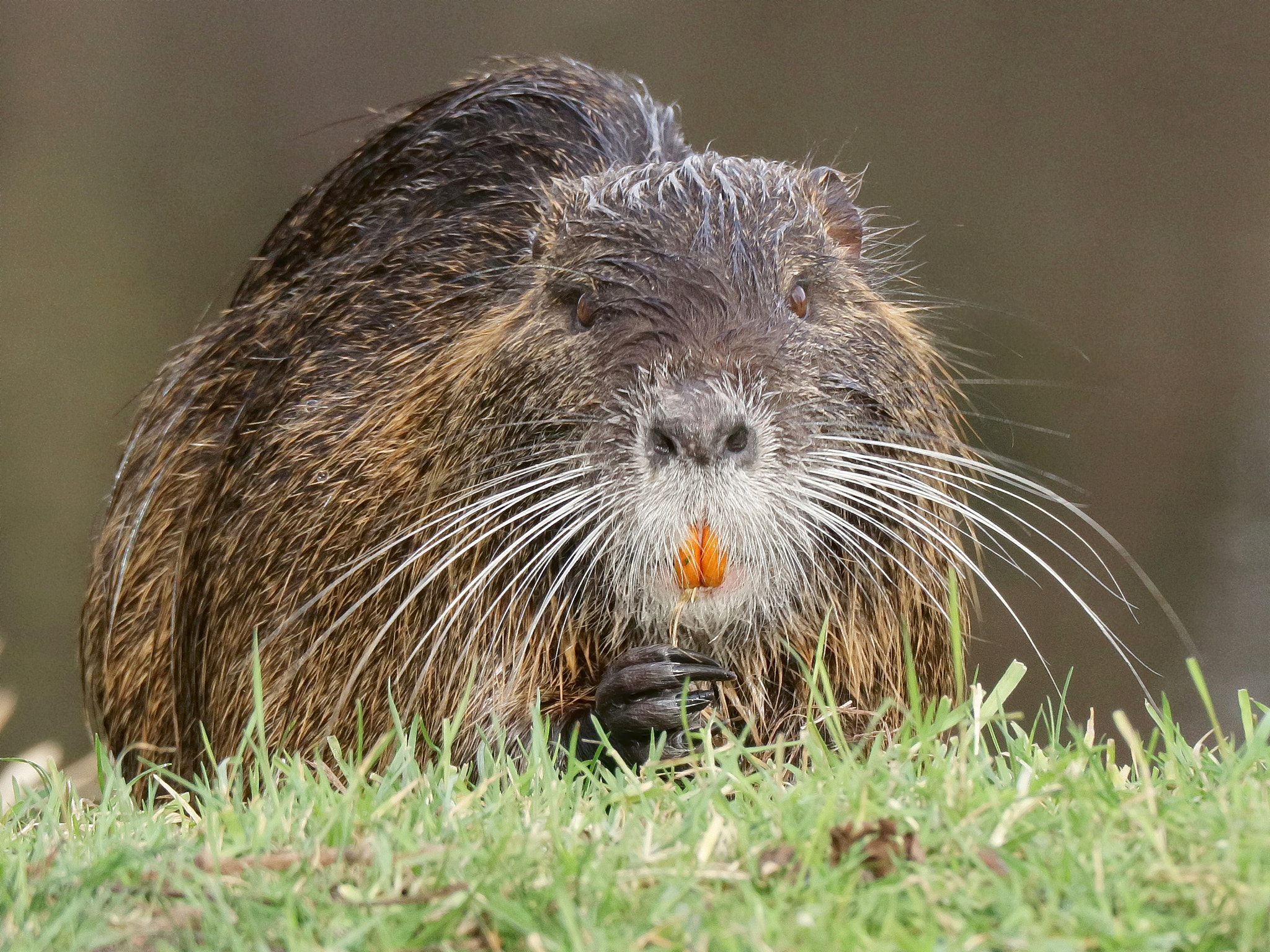 Canon EOS M10 + Canon EF-M 55-200mm F4.5-6.3 IS STM sample photo. Face in face with a nutria part1 photography