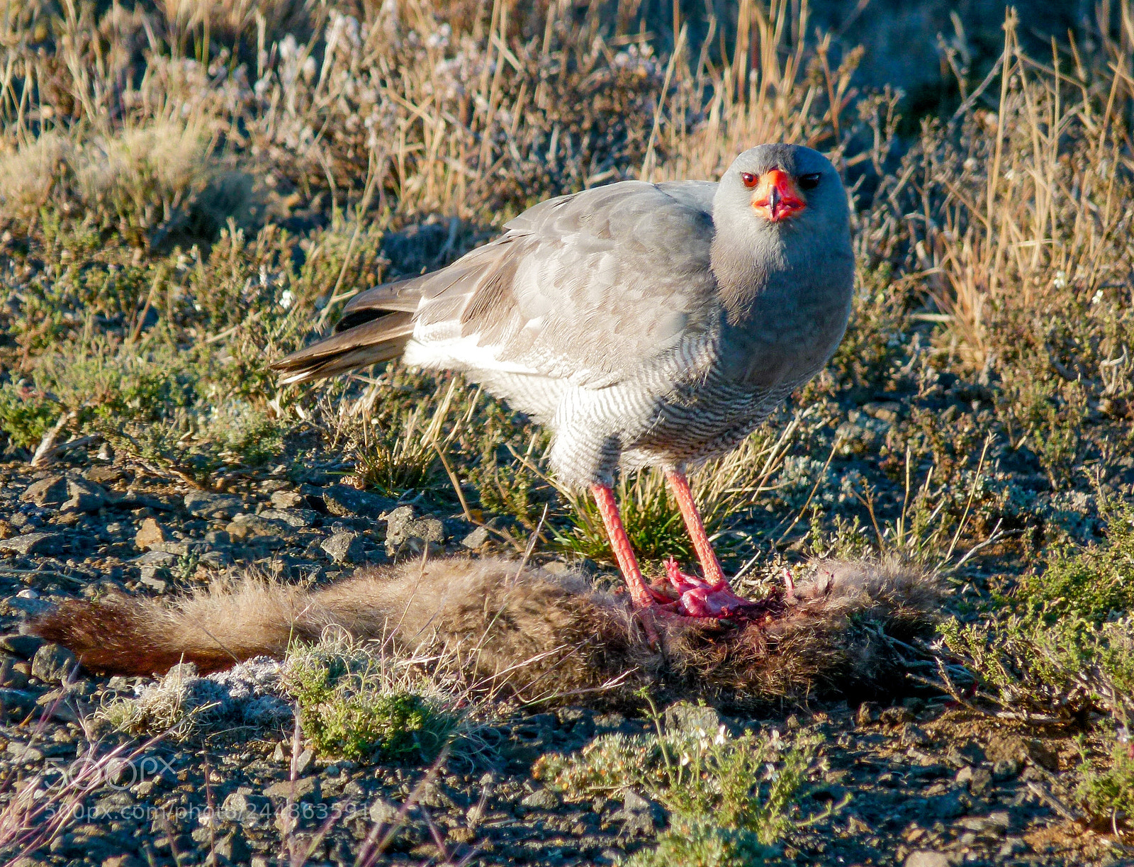 Panasonic Lumix DMC-FZ100 sample photo. Falcon and its prey photography