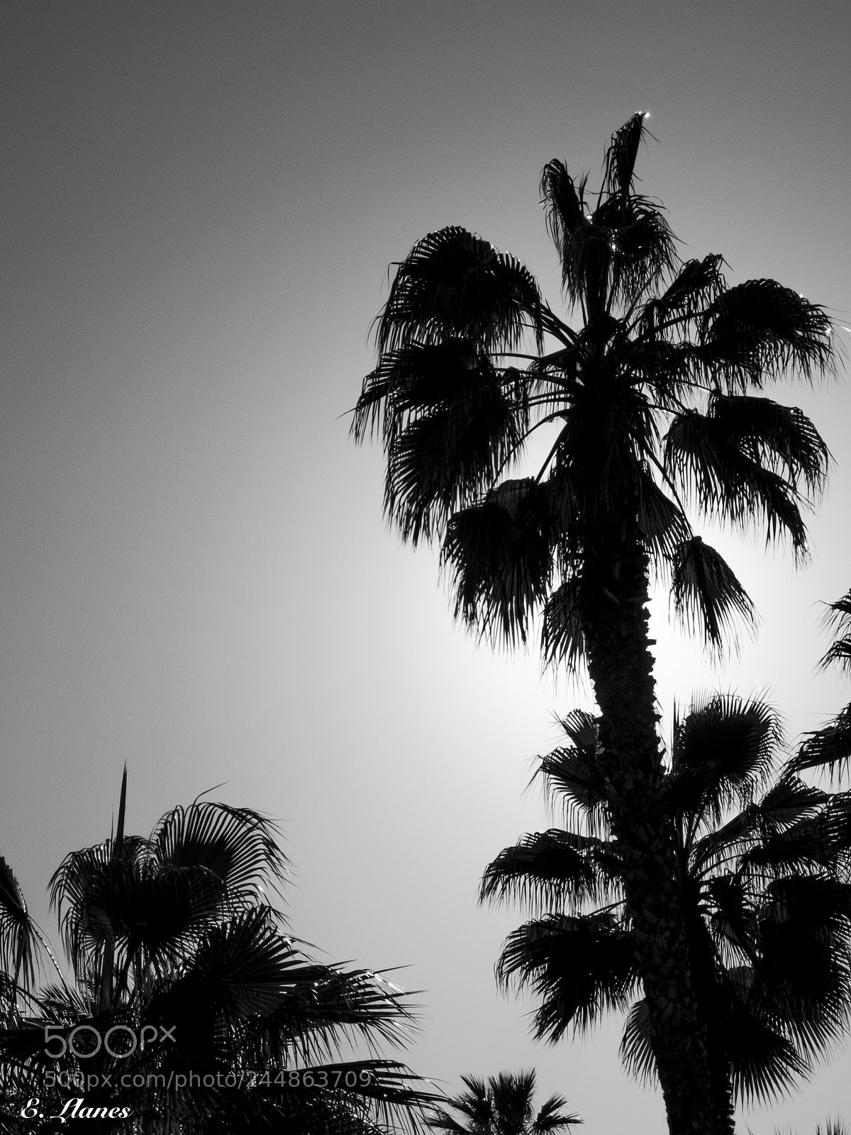 Fujifilm X30 sample photo. Palmeras photography