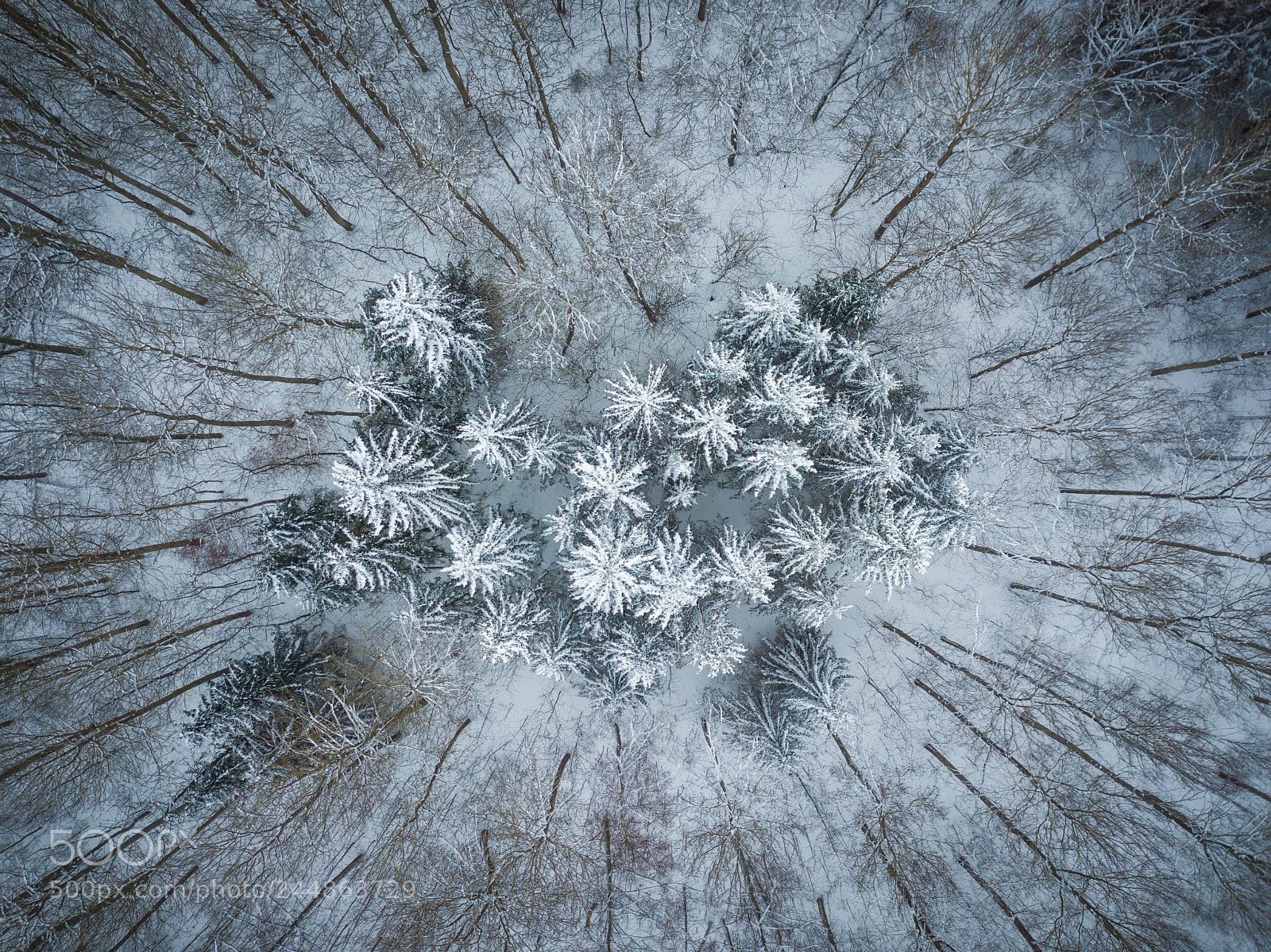 DJI FC220 sample photo. Peering down on trees photography