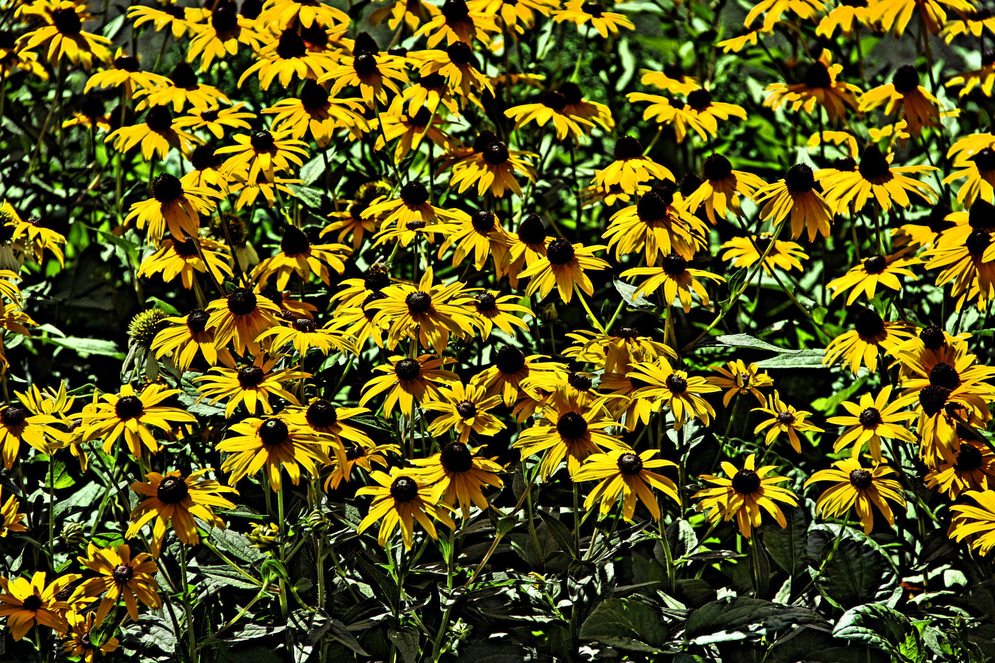 Canon EOS 1000D (EOS Digital Rebel XS / EOS Kiss F) sample photo. Coneflowers photography
