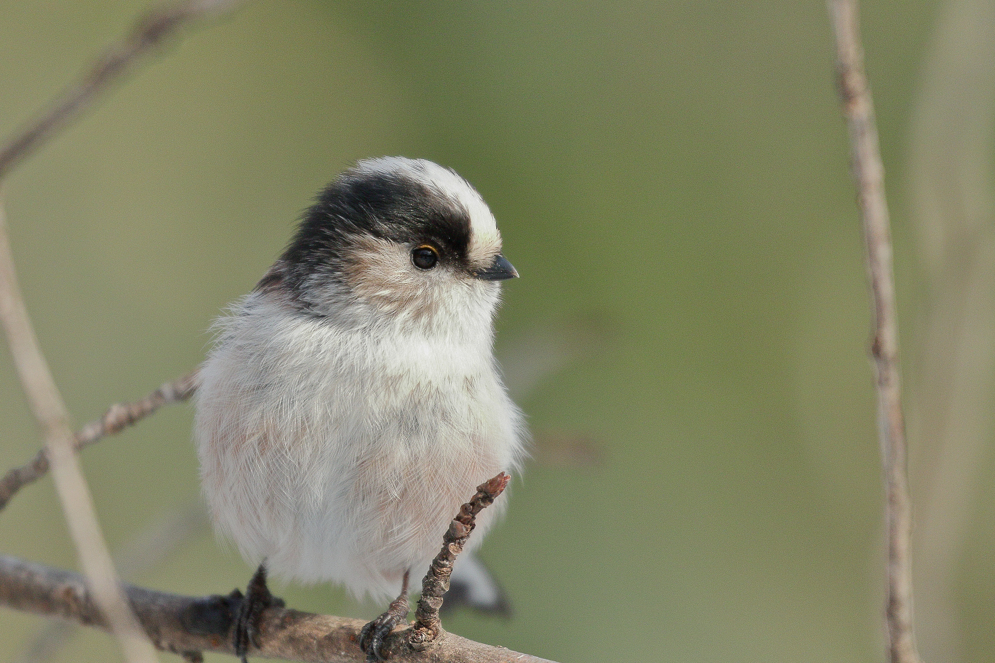 Canon EOS 7D Mark II sample photo. エナガ 7i2a2269 long-tailed tit photography