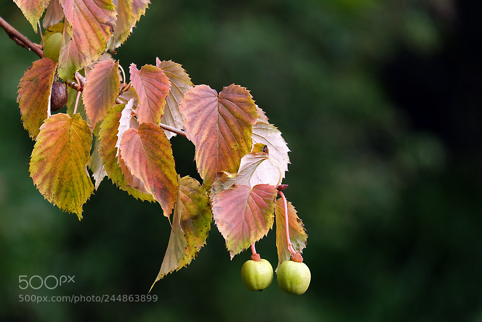 Fujifilm X-T1 sample photo. Exmoor autumn colours photography