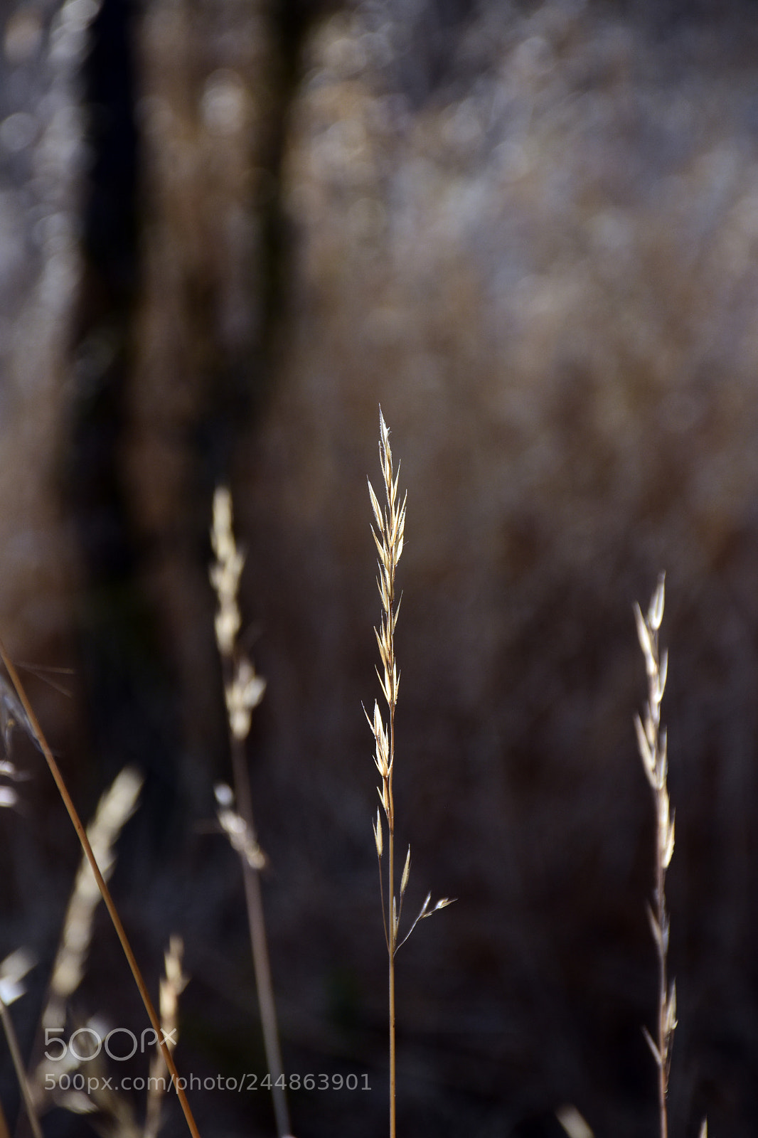 Nikon D7200 sample photo. Naturaleza photography