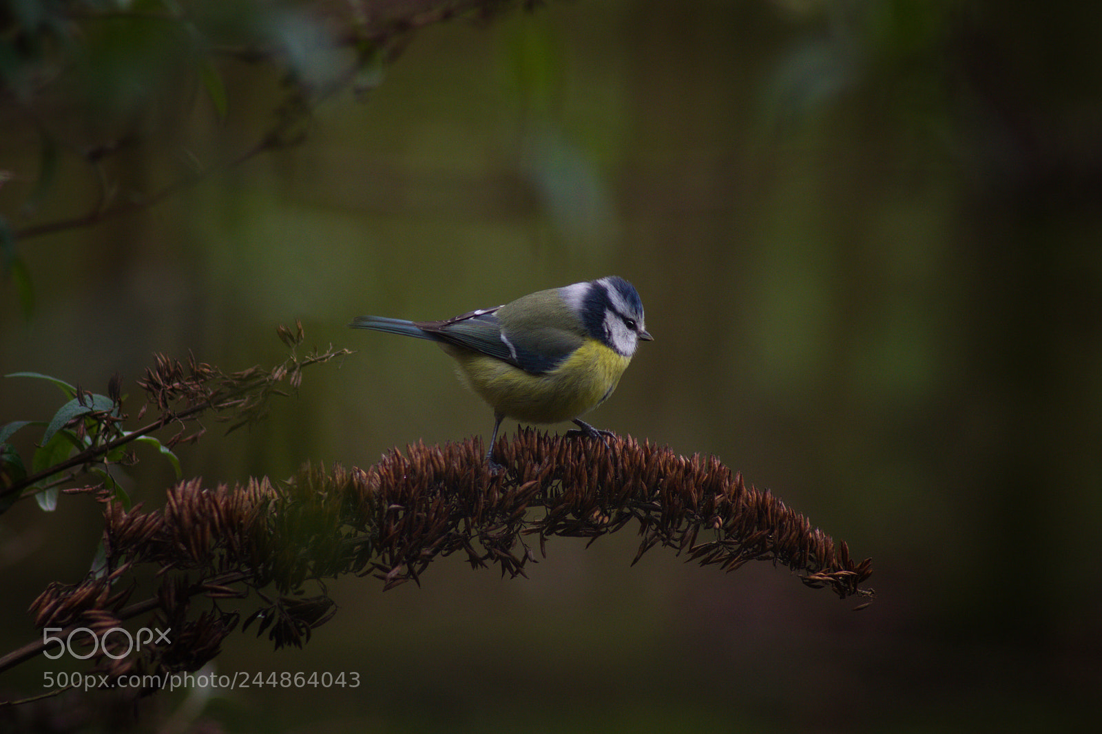 Pentax K-70 sample photo. Blaumeise photography