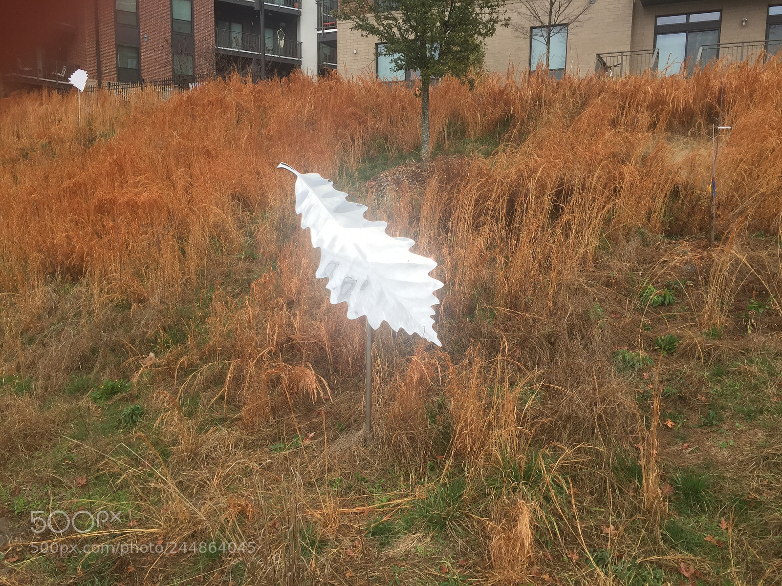 Apple iPhone 6 sample photo. Mirrored leaves photography
