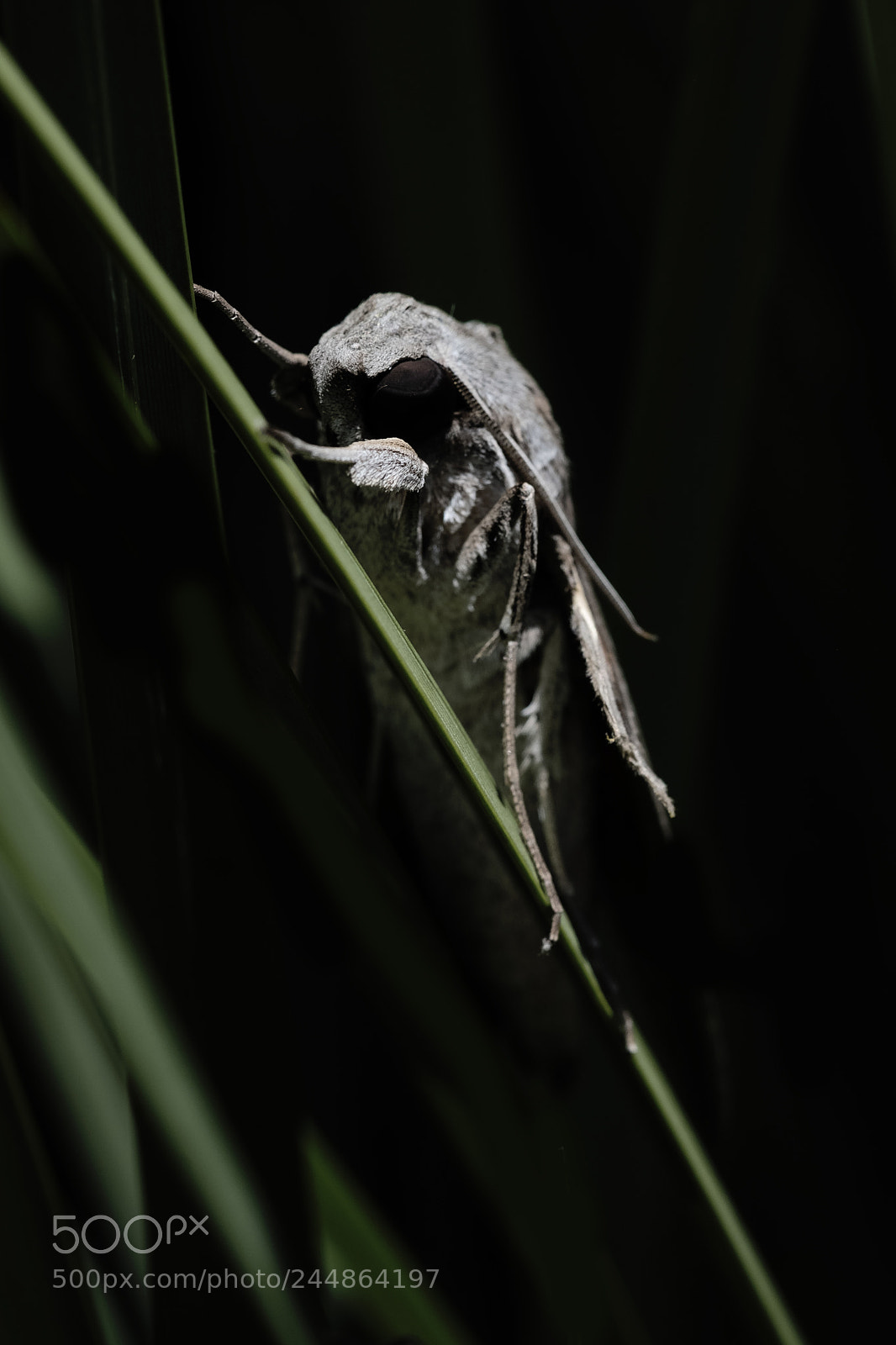 Fujifilm X-T2 sample photo. Strange cicada photography