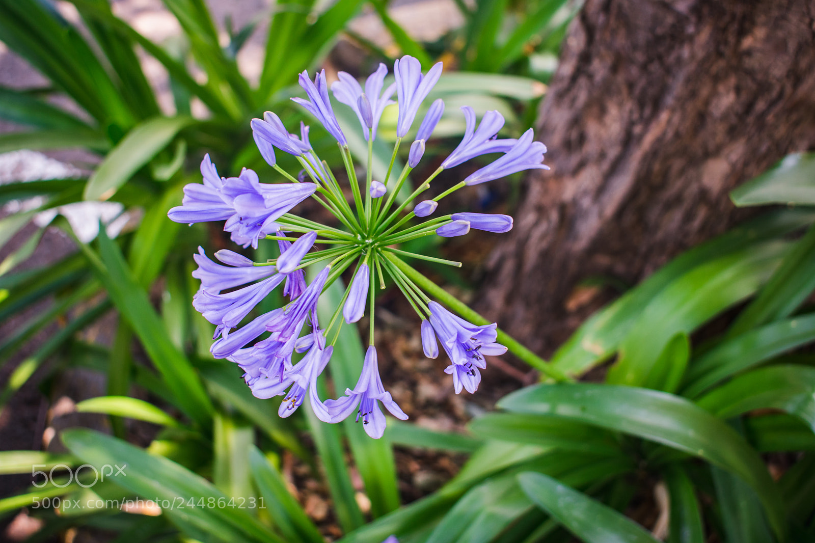 Nikon D3400 sample photo. Burst of life photography