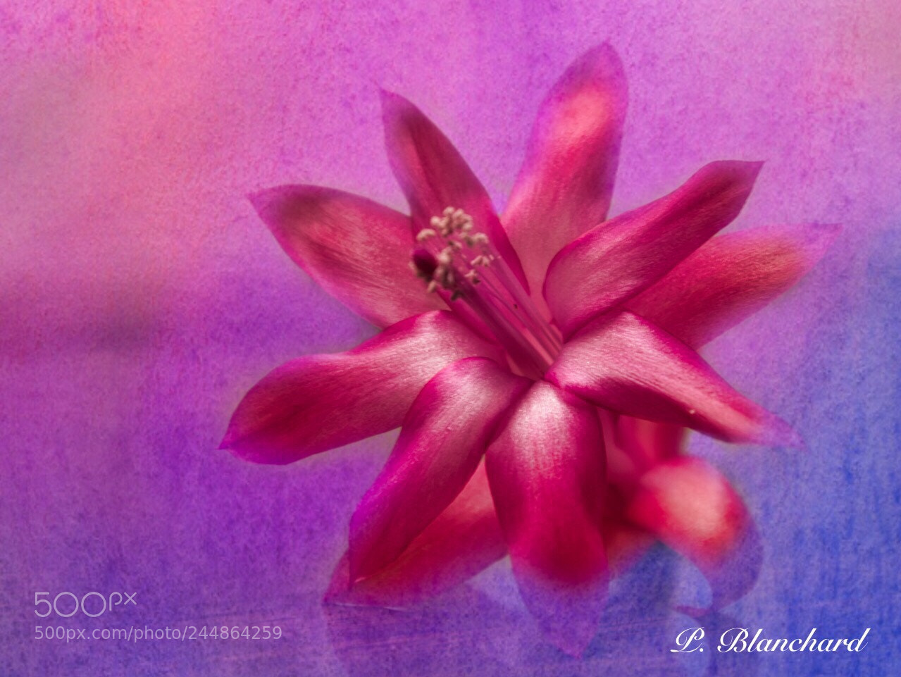 Nikon D500 sample photo. In the pink photography