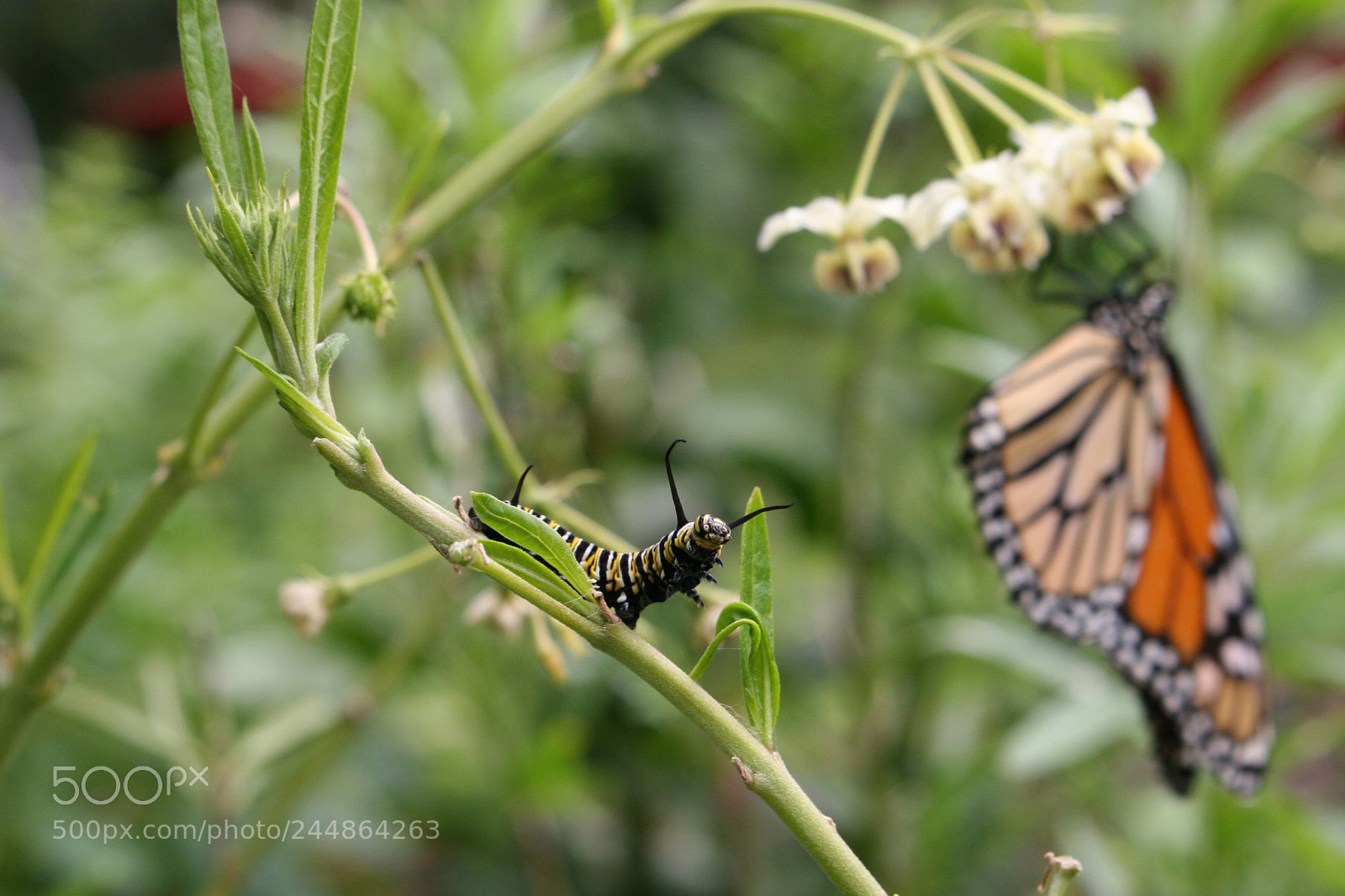 Canon EOS 20D sample photo. One day i will photography