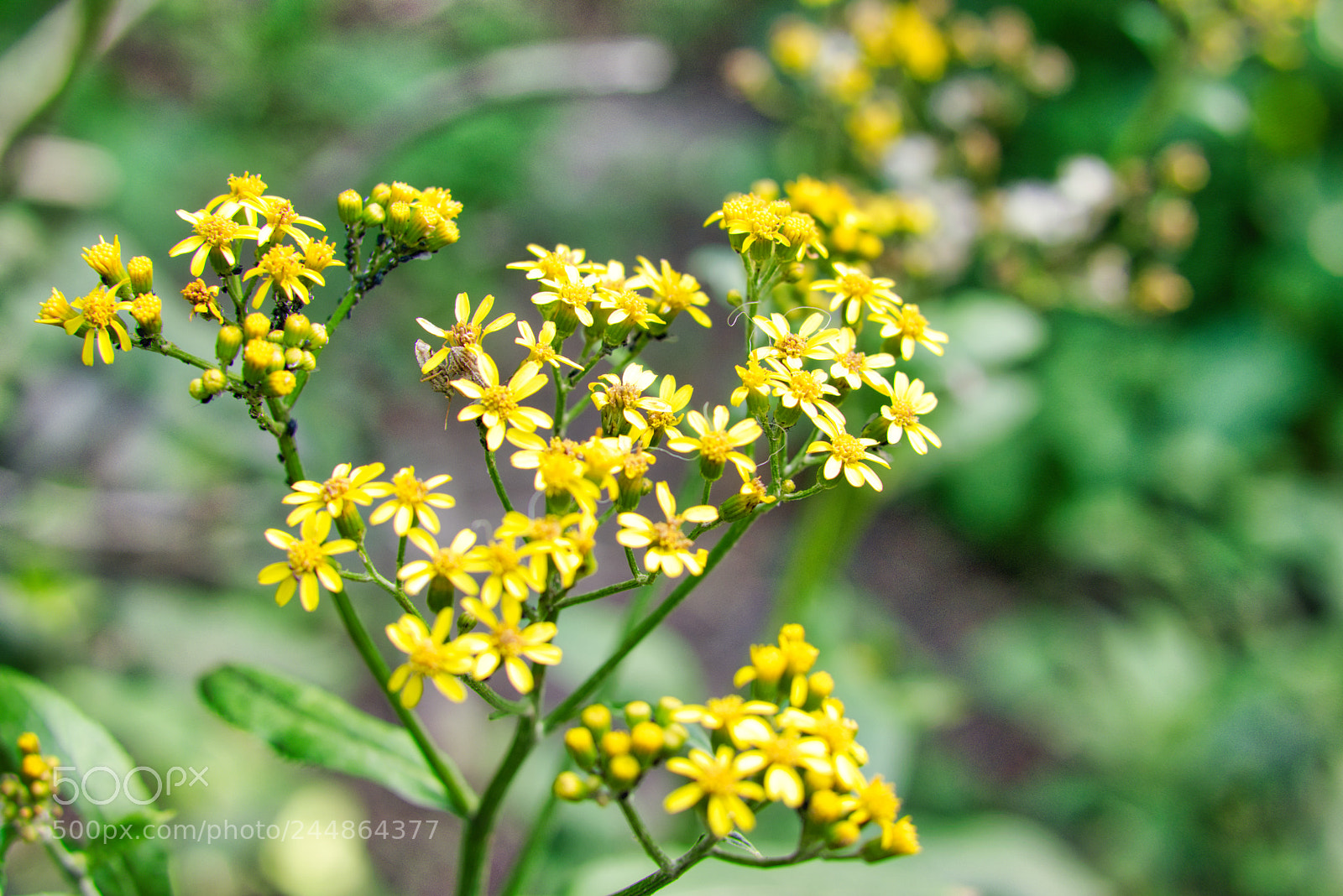 Nikon AF-S Nikkor 50mm F1.8G sample photo. Yellow flowers with insects photography