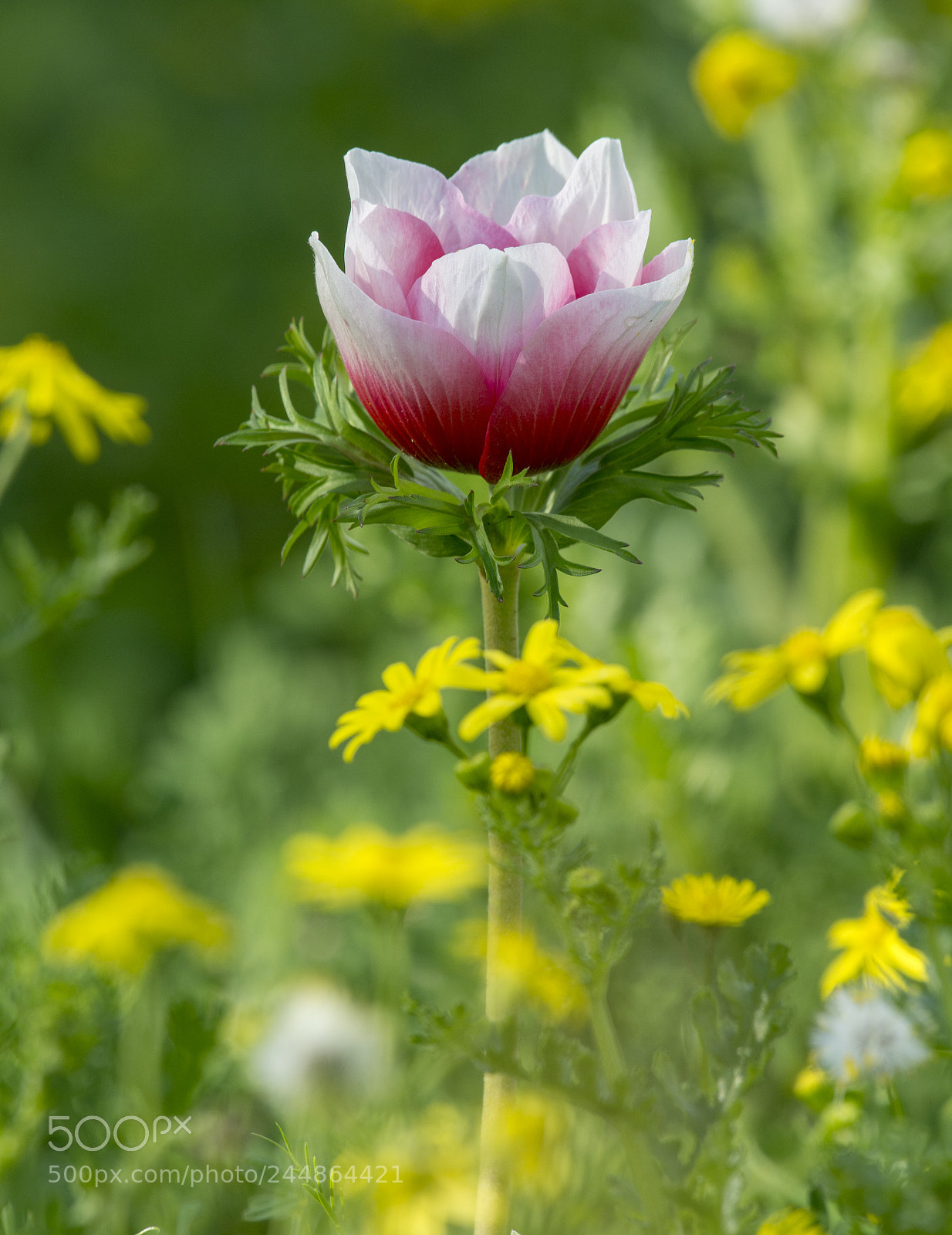 Nikon D7100 sample photo. Anemone photography