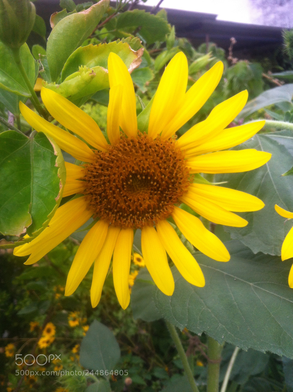 Apple iPhone 4 sample photo. Img photography