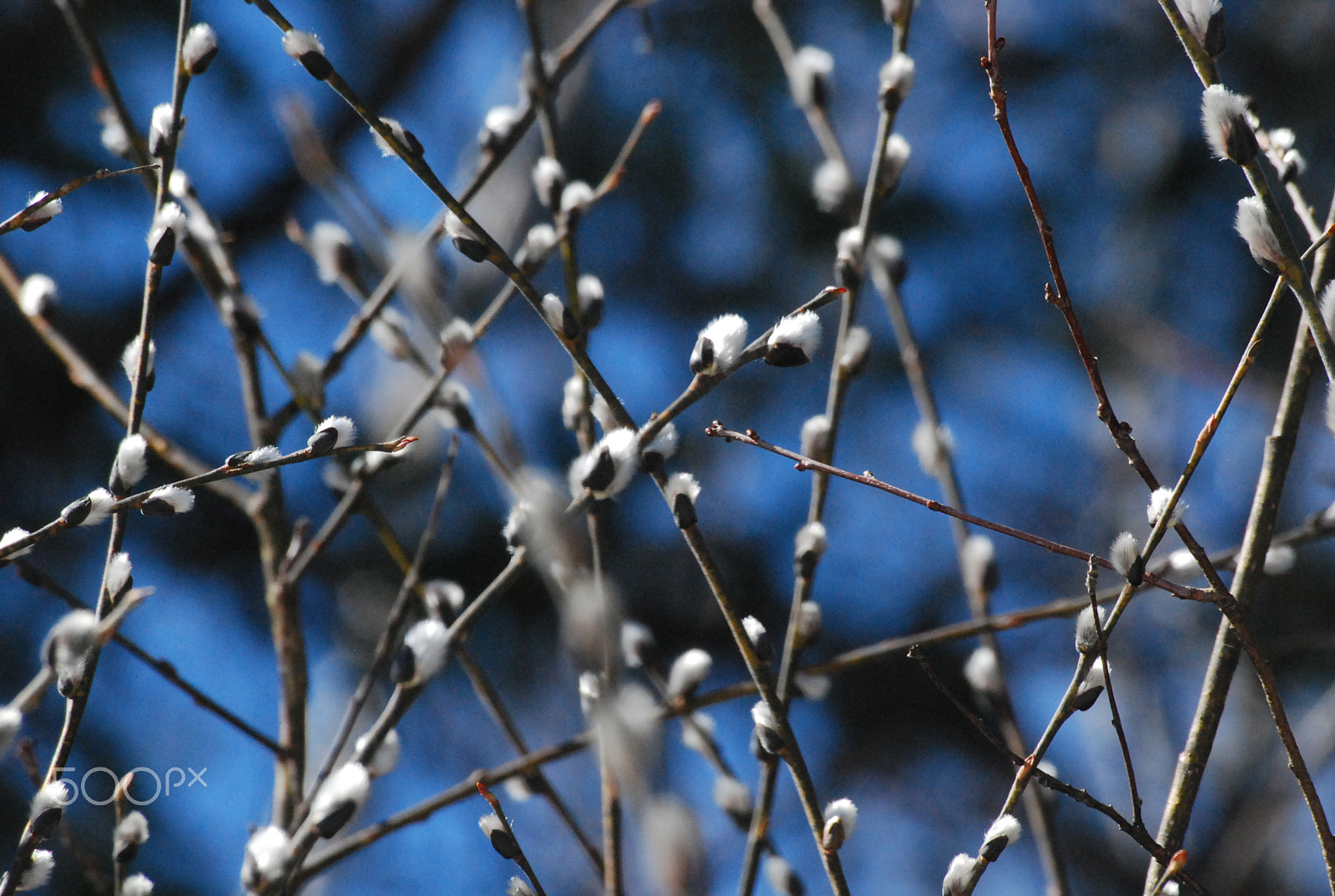 Sigma 70-300mm F4-5.6 APO DG Macro sample photo. Q tips photography