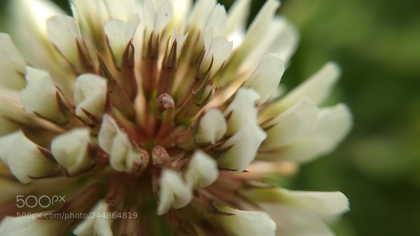 Xiaomi Redmi Note 5A sample photo. Grass flower photography
