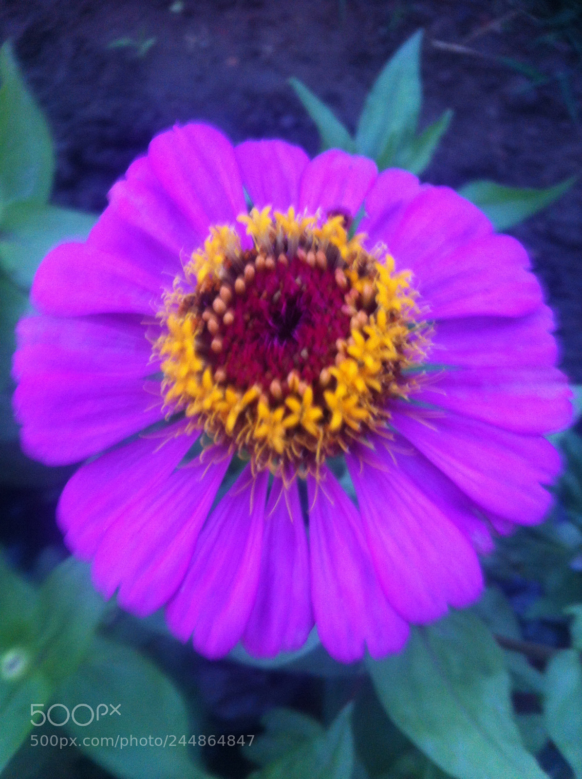 Apple iPhone 4 sample photo. Img photography