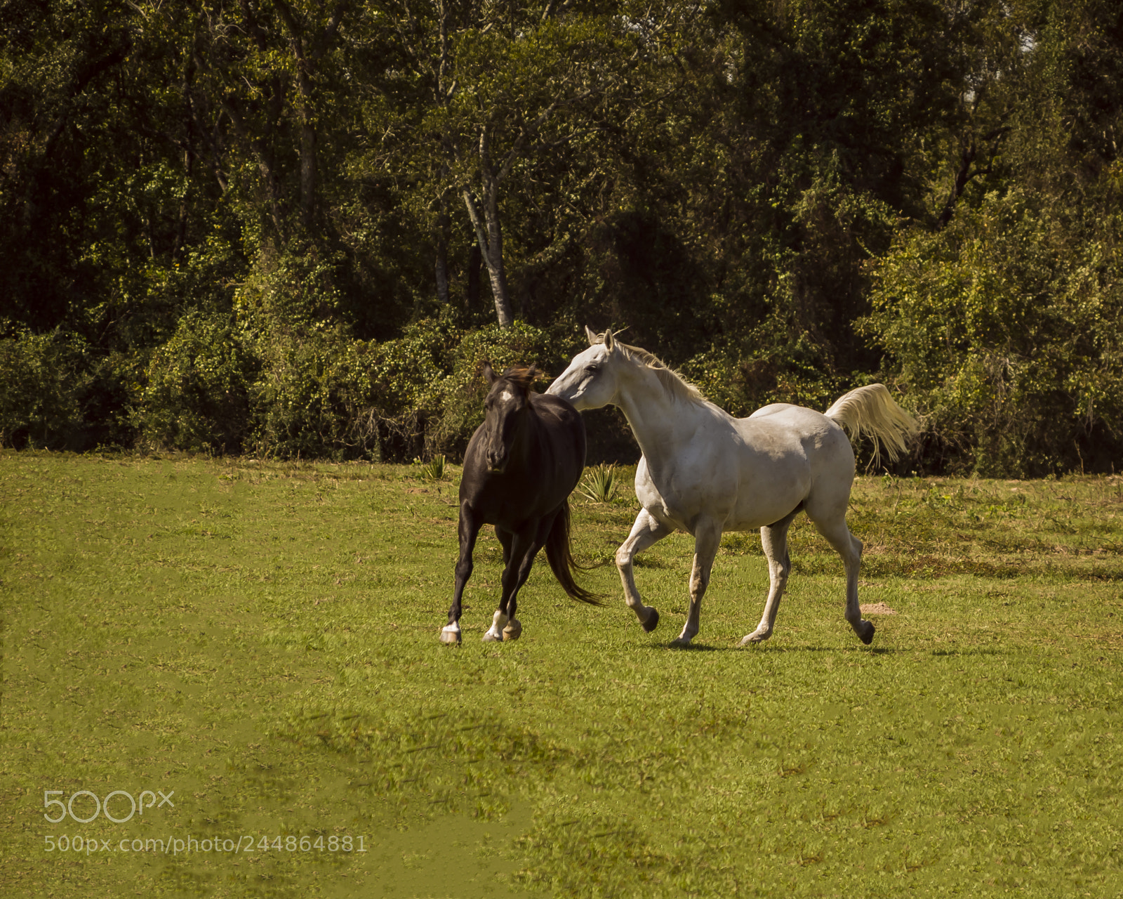 Nikon D200 sample photo. Horse play photography