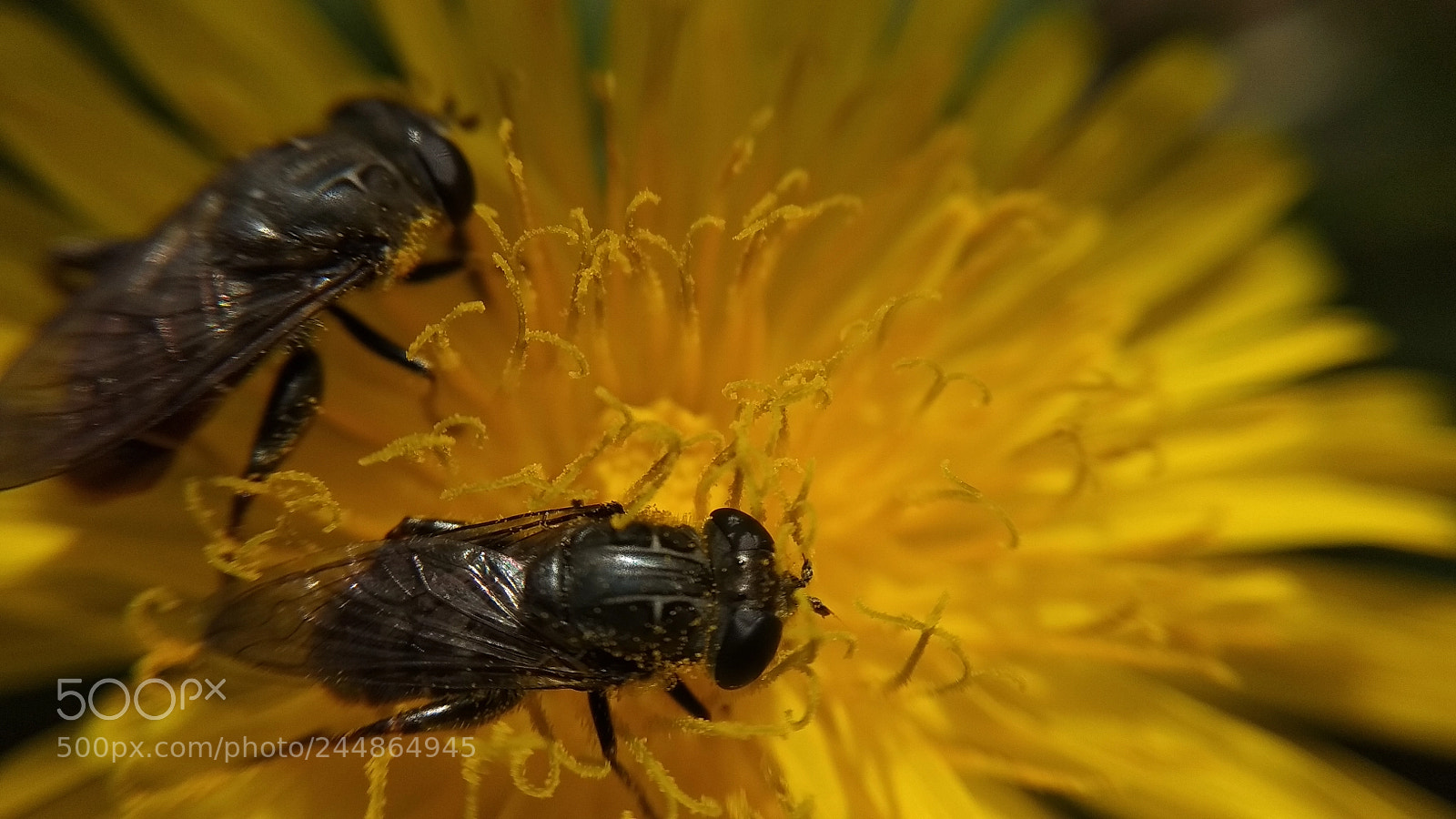 Xiaomi Redmi Note 5A sample photo. Dandelion photography