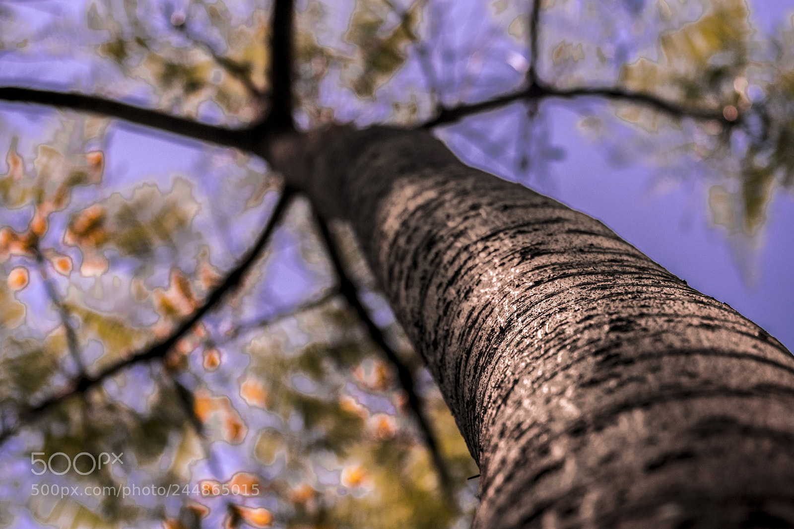 Fujifilm X-T2 sample photo. Tree photography