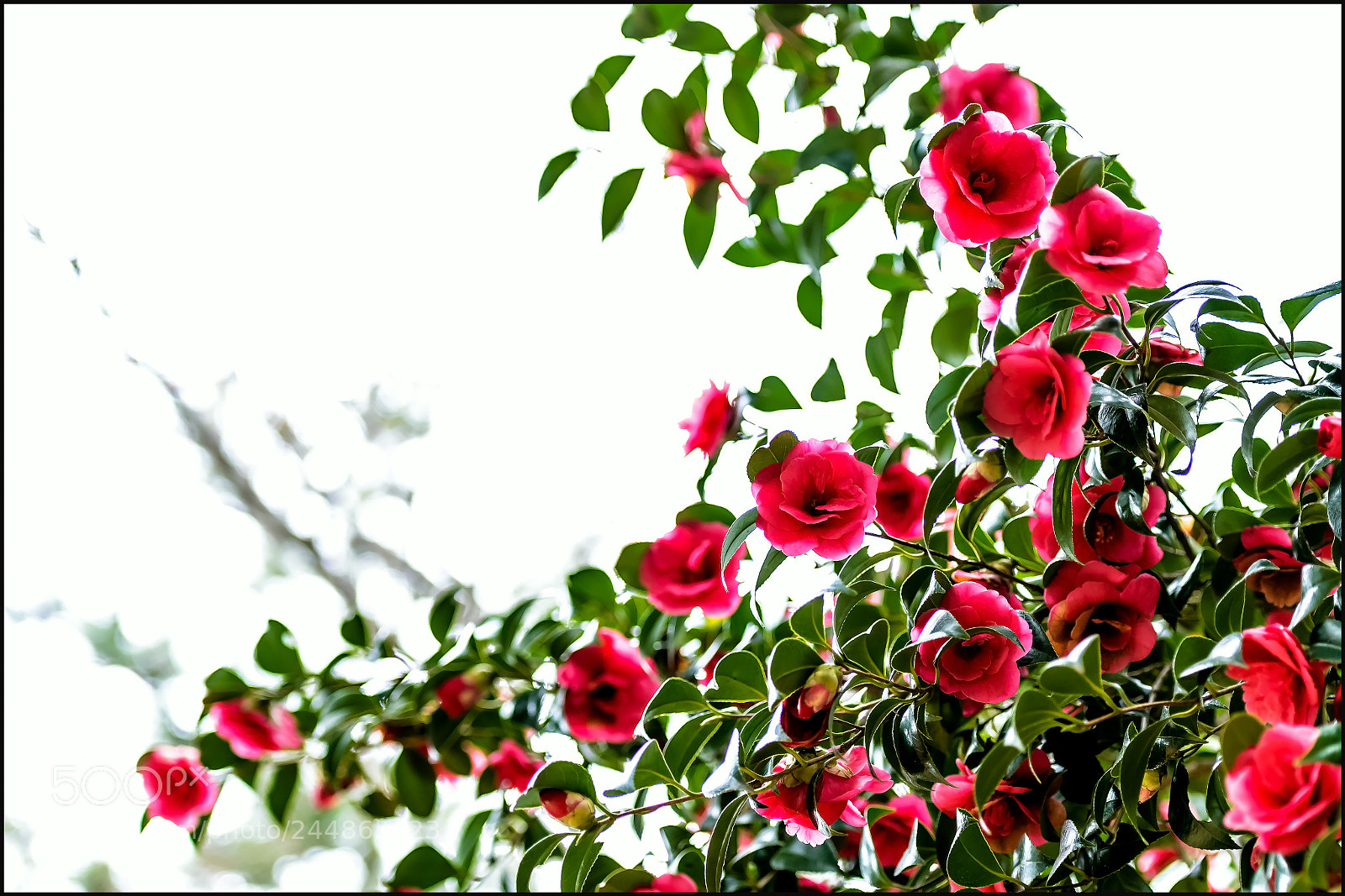 Nikon D800 sample photo. Camellia photography