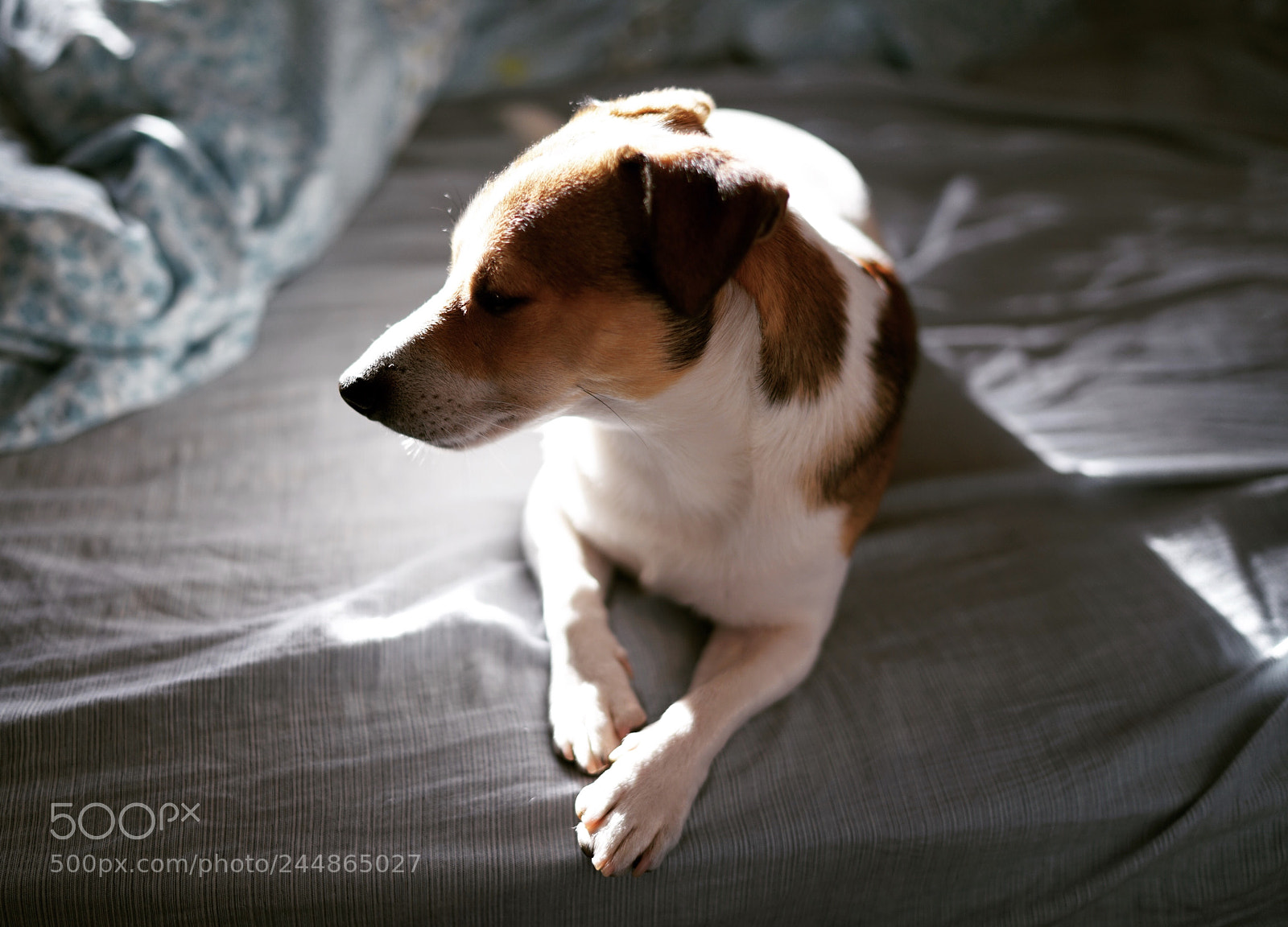 Sony a7R II sample photo. Untitled photography