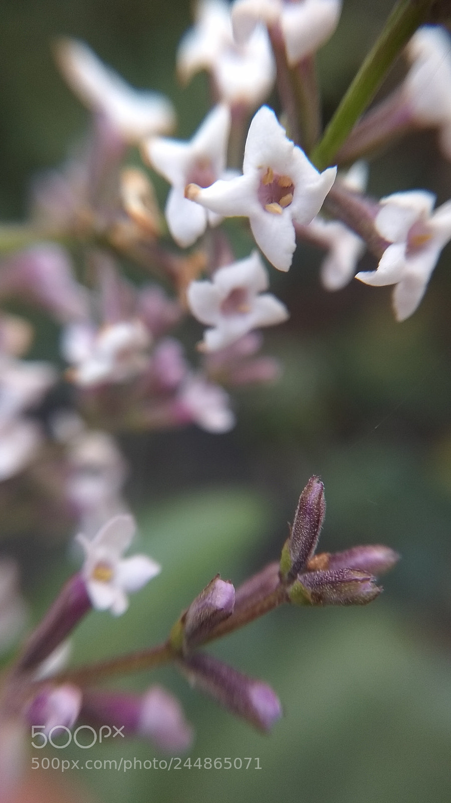 Xiaomi Redmi Note 5A sample photo. Wild flower photography