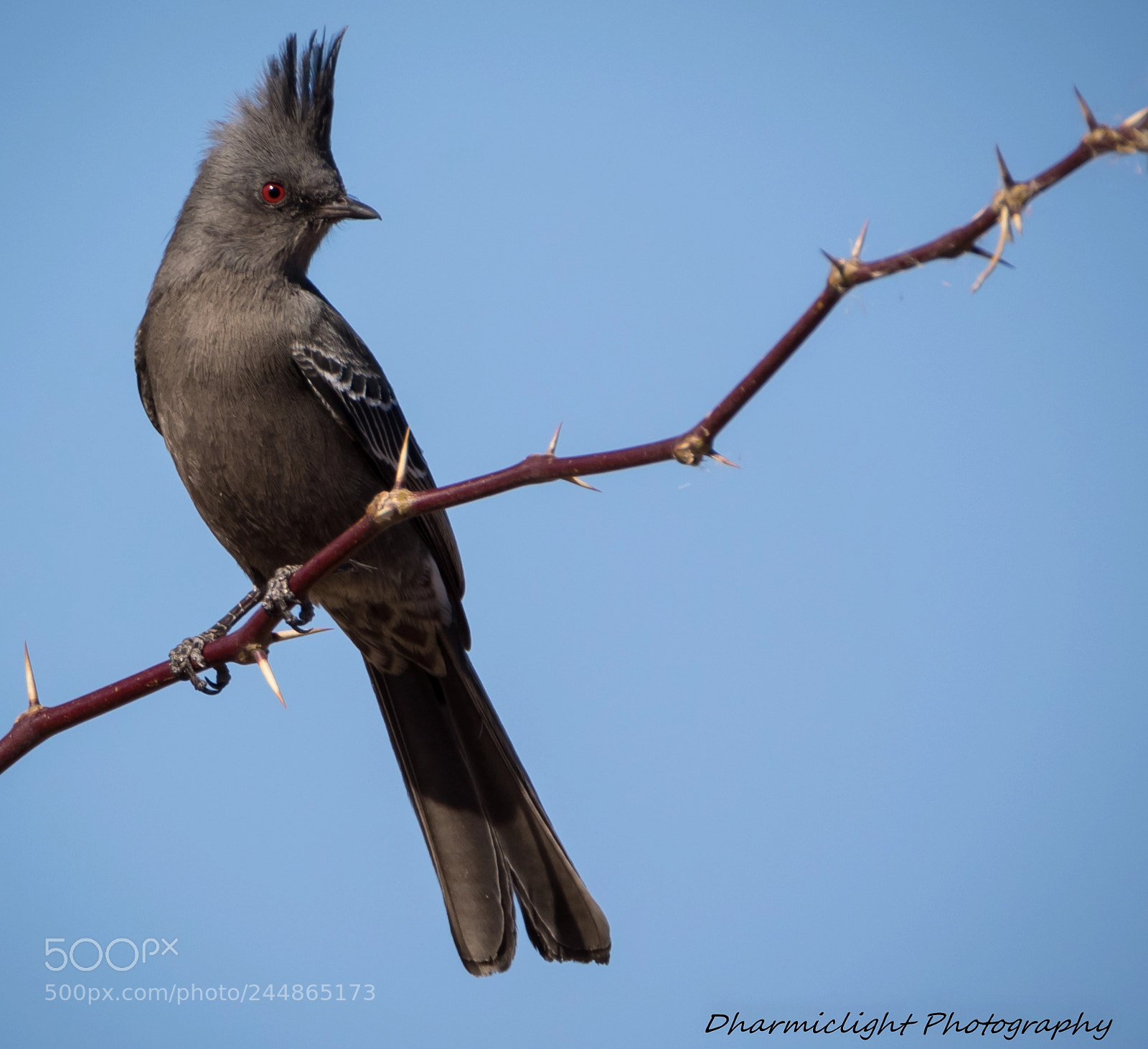 Canon EOS 7D Mark II sample photo. Phainopepla photography