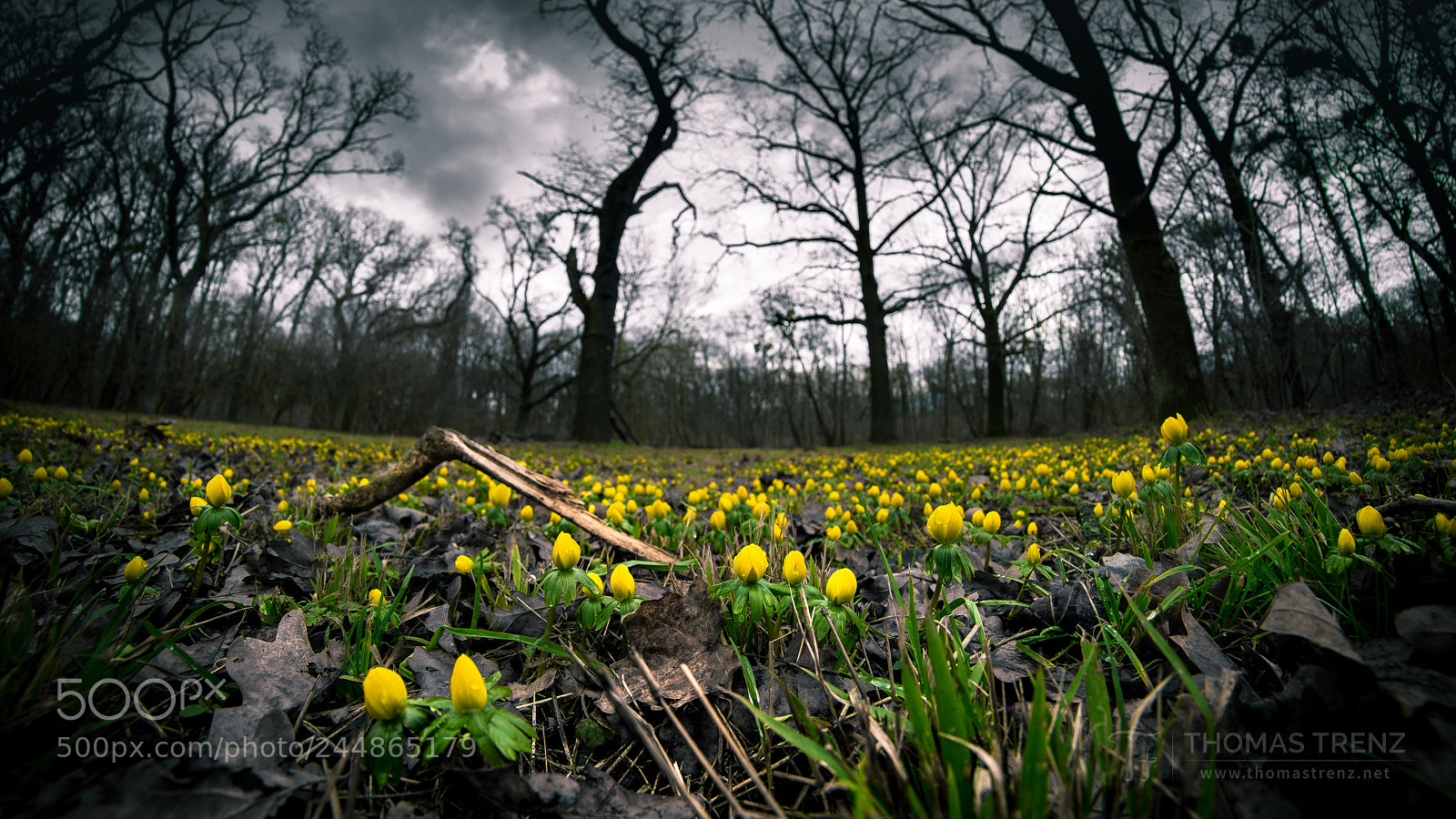 Nikon D600 sample photo. The coming spring photography