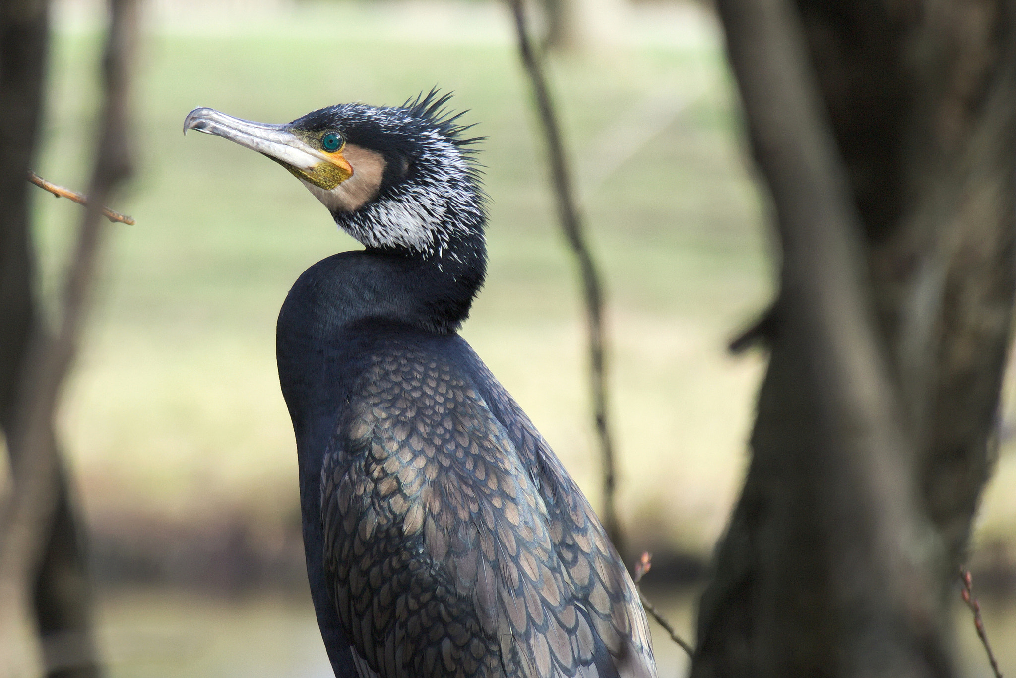 Canon EOS M10 sample photo. Portrait of a cormoran photography