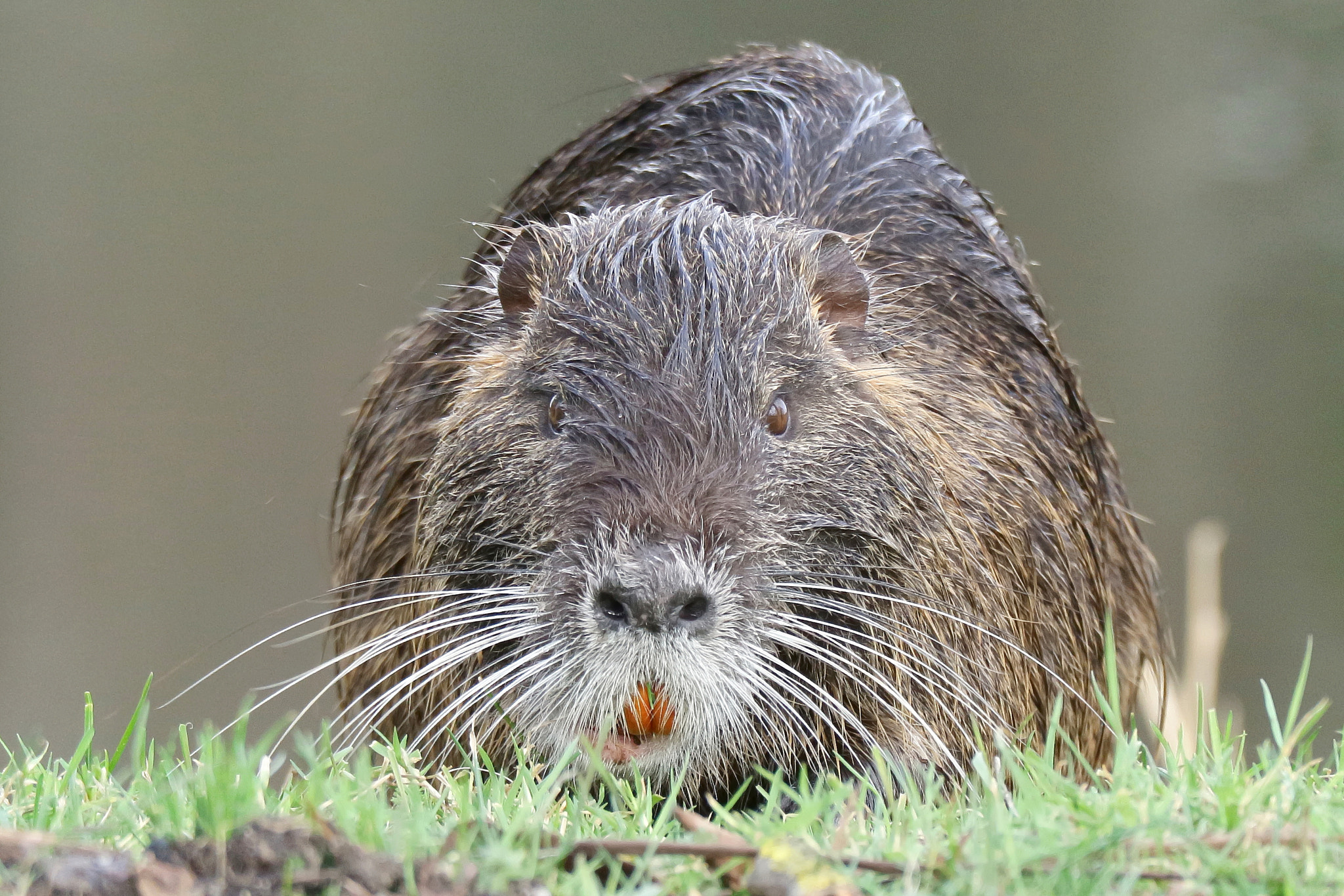 Canon EOS M10 + Canon EF-M 55-200mm F4.5-6.3 IS STM sample photo. Face to face with a nutria part2 photography
