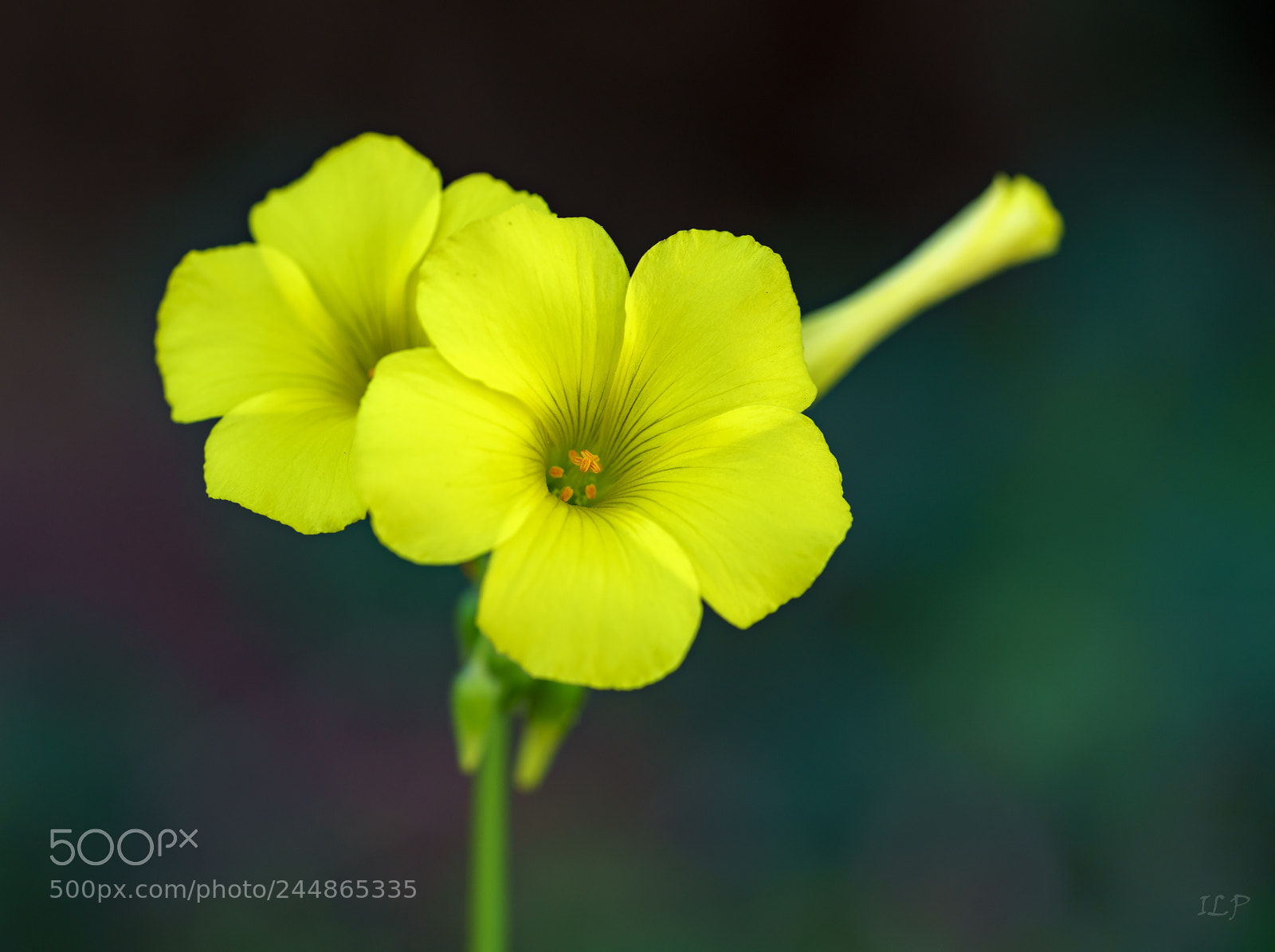 Sony a7R III sample photo. Just yellow photography