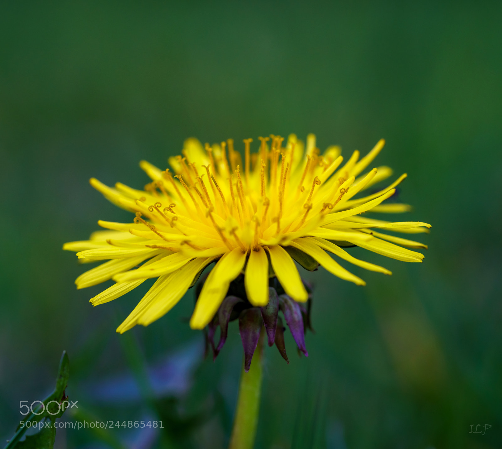 Sony a7R III sample photo. (((0))) photography