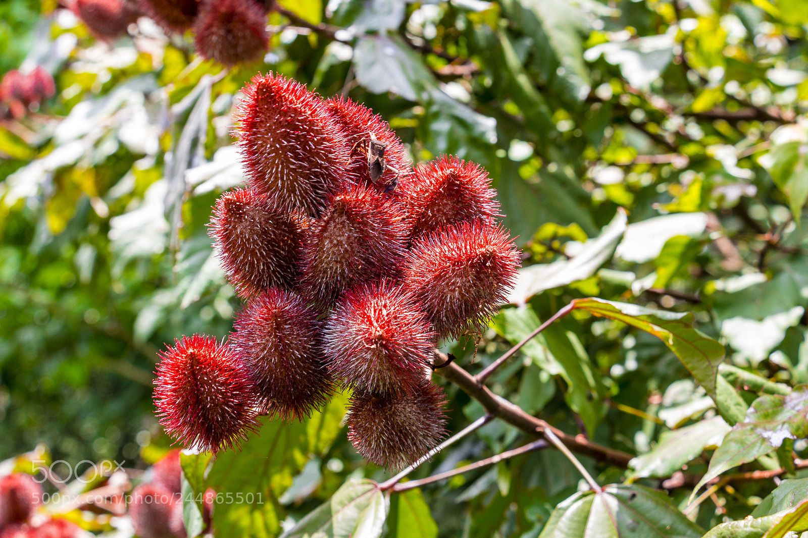 Canon EOS 700D (EOS Rebel T5i / EOS Kiss X7i) sample photo. Urucum photography