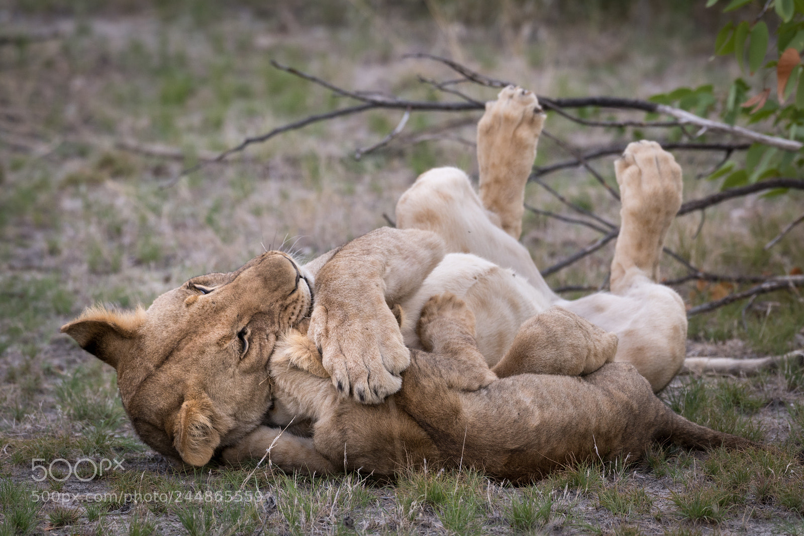 Nikon D850 sample photo. Lion and cub, namibia photography