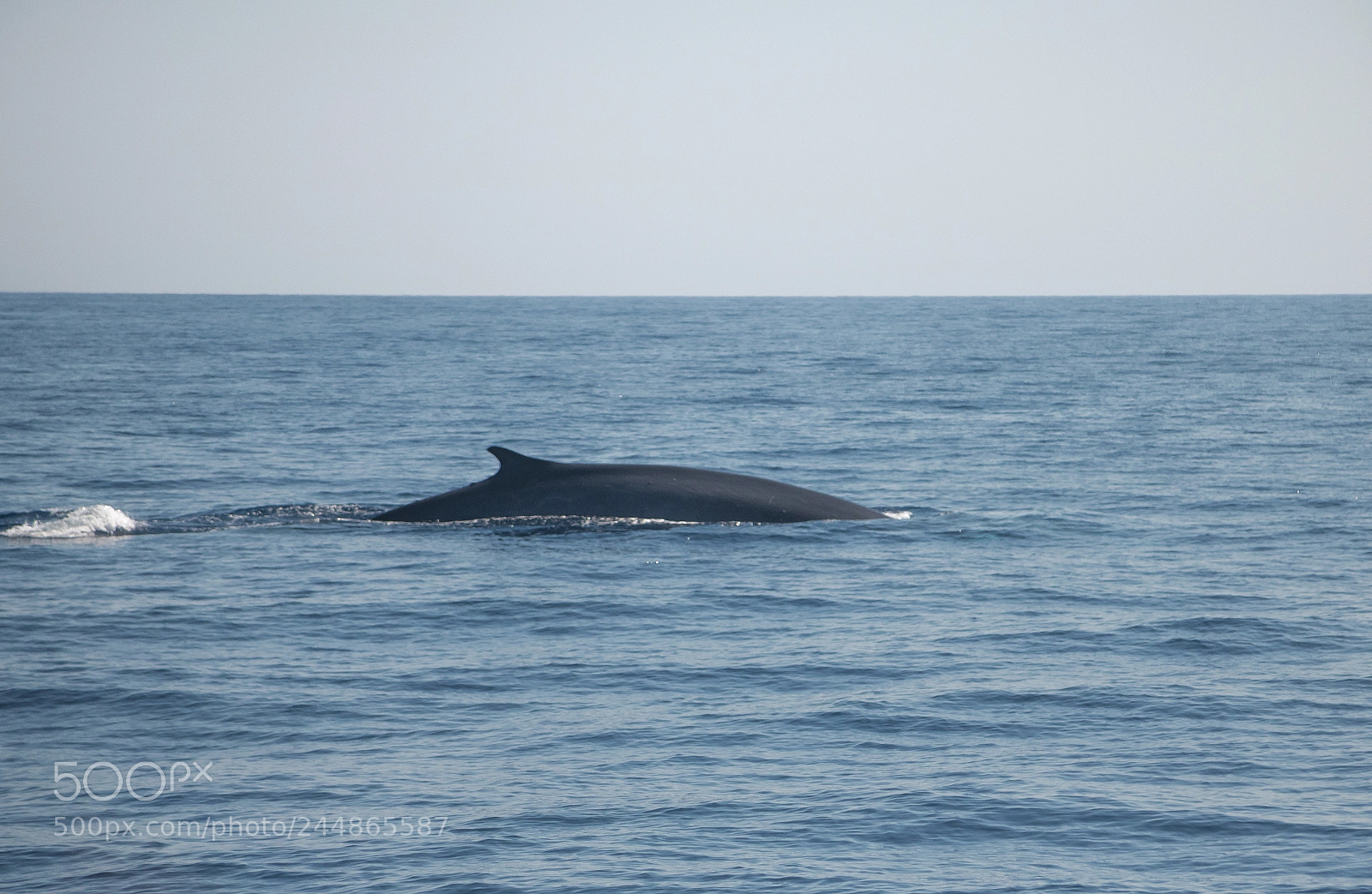 Canon EOS 750D (EOS Rebel T6i / EOS Kiss X8i) sample photo. Suddenly, a whale. photography