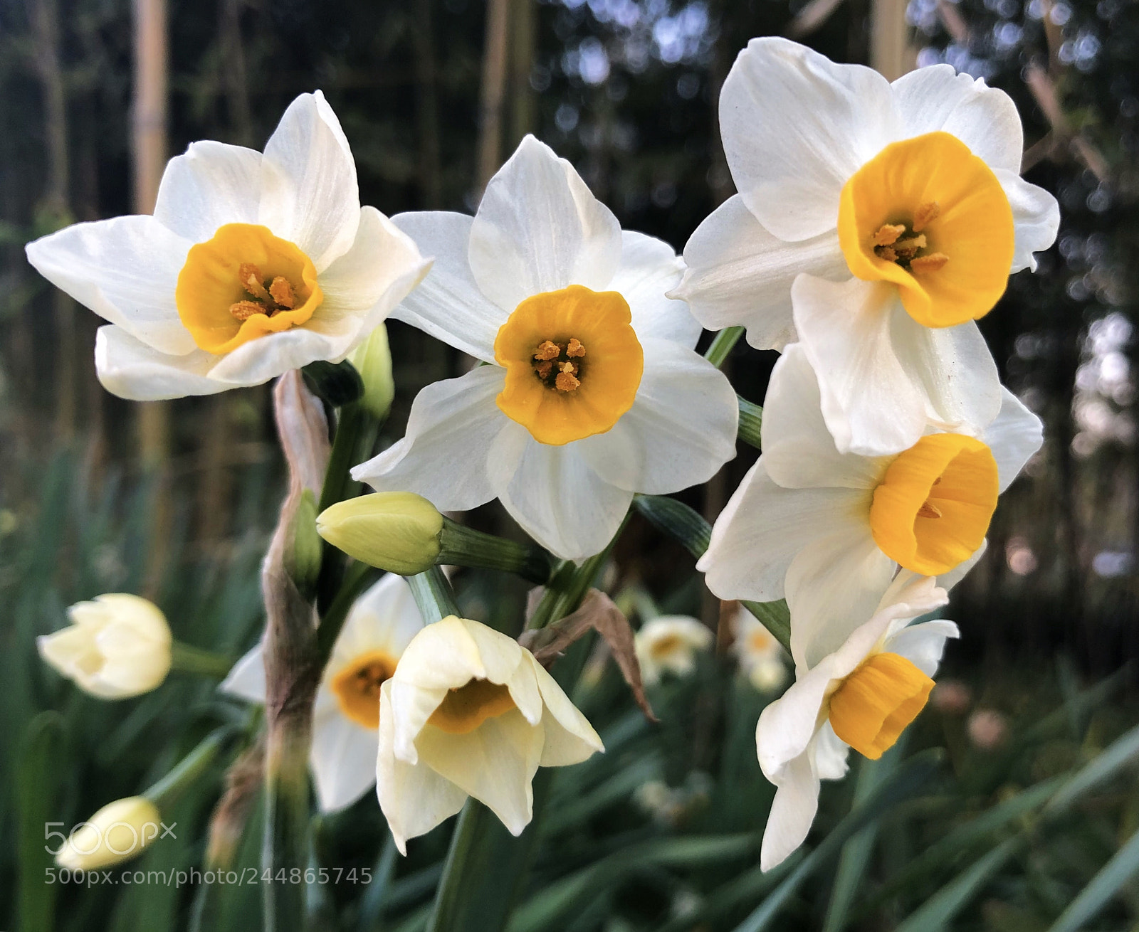 Apple iPhone X sample photo. 亭亭玉碗自凌尘。冰肌更有如仙骨， photography