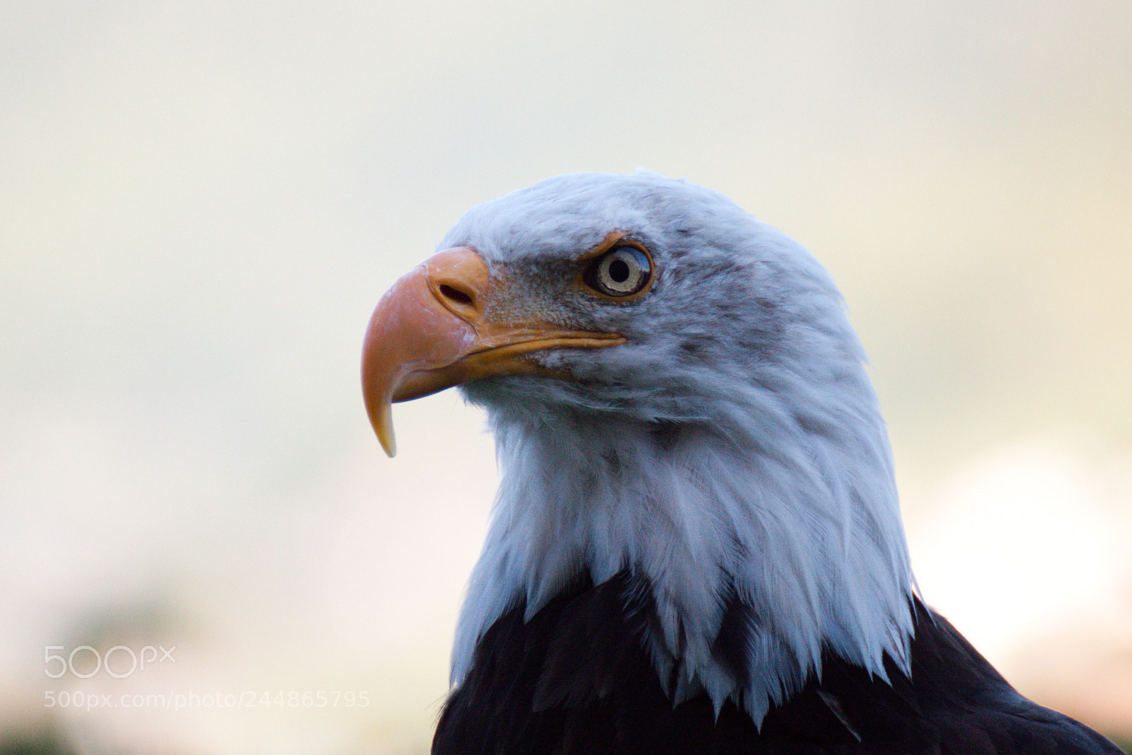 Canon EOS 500D (EOS Rebel T1i / EOS Kiss X3) sample photo. Eagle photography