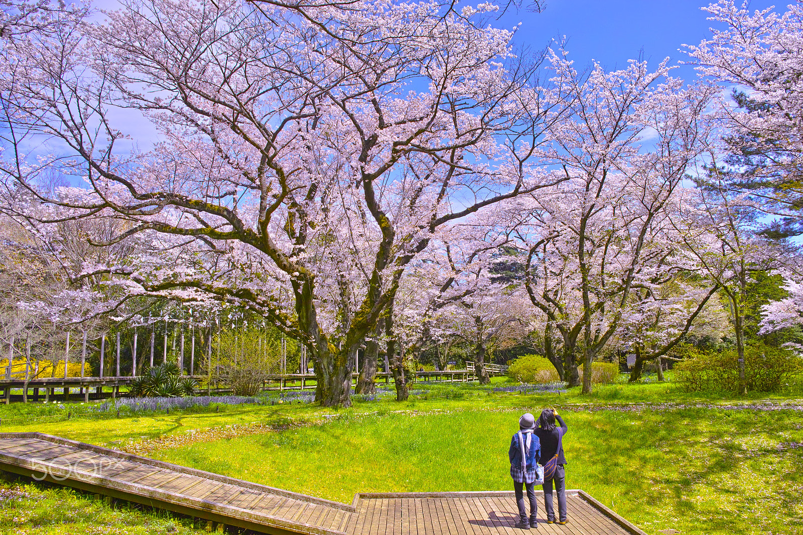 Sigma DP1 Merrill sample photo. Spring photography