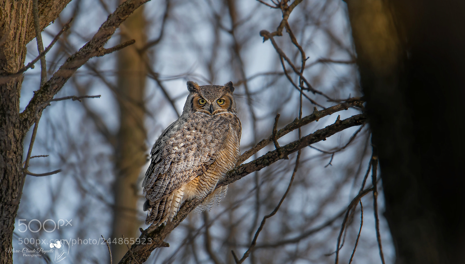 Nikon D500 sample photo. Grand-duc photography