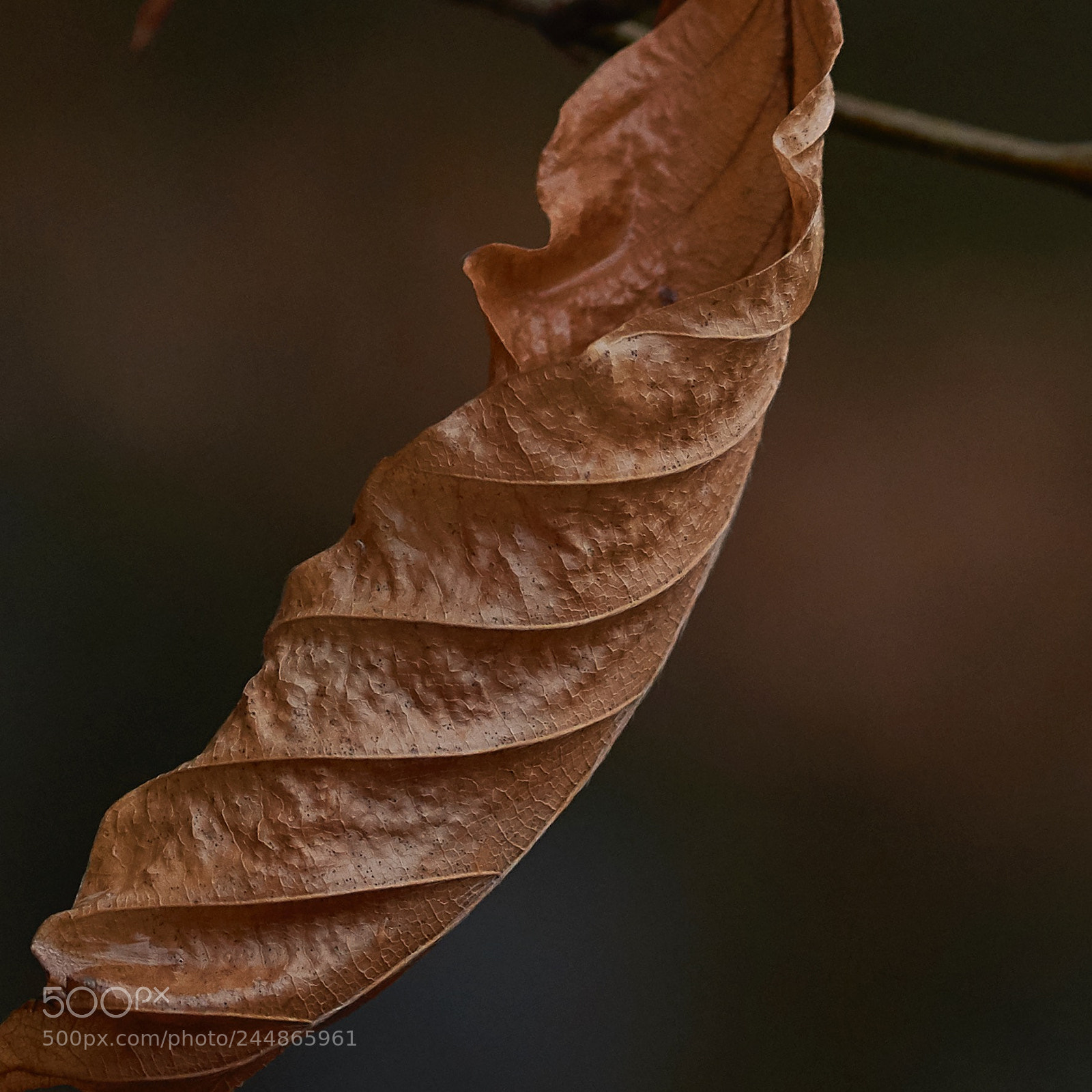 Nikon D7200 sample photo. Leaf photography