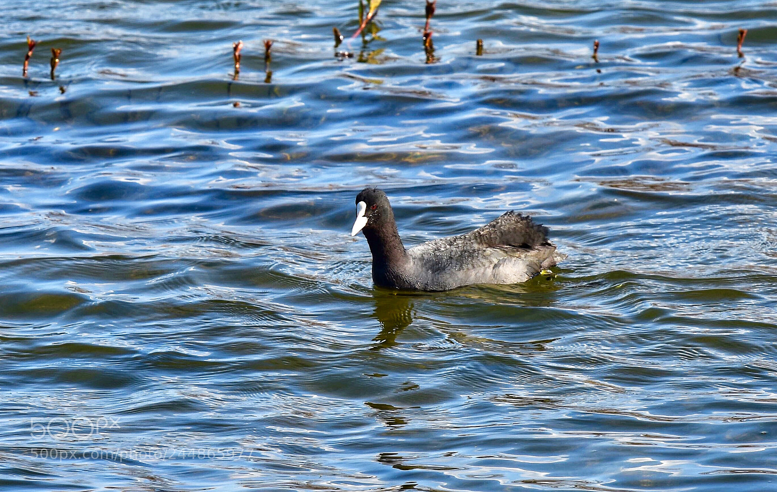 Nikon D7200 sample photo. Fulica atra photography