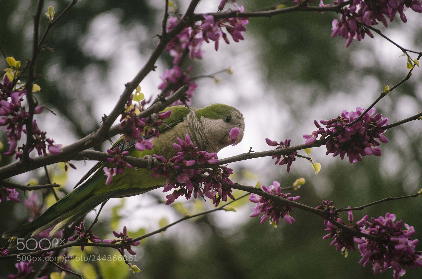 Nikon D7000 sample photo. 27 photography