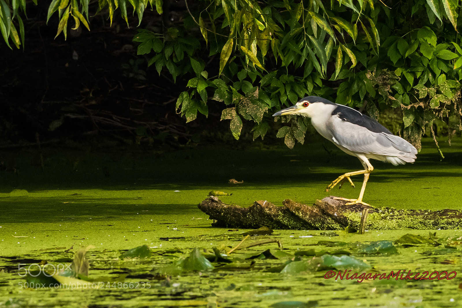 Nikon D810 sample photo. Stepping over so stealthfully.... photography