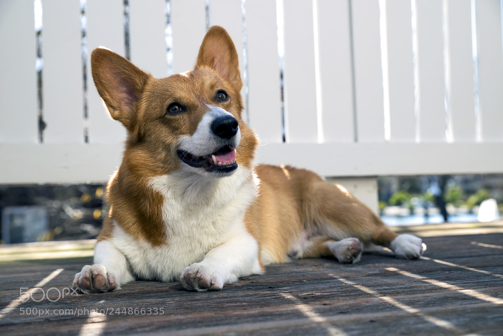 Pentax K-1 sample photo. Noodles the corgi photography
