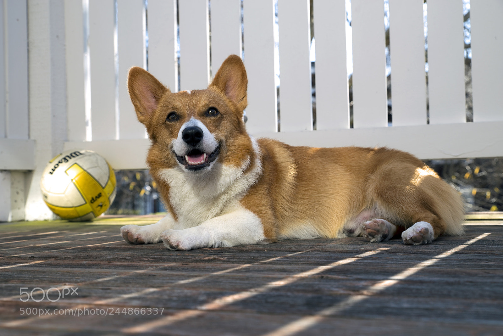 Pentax K-1 sample photo. Noodles the corgi photography
