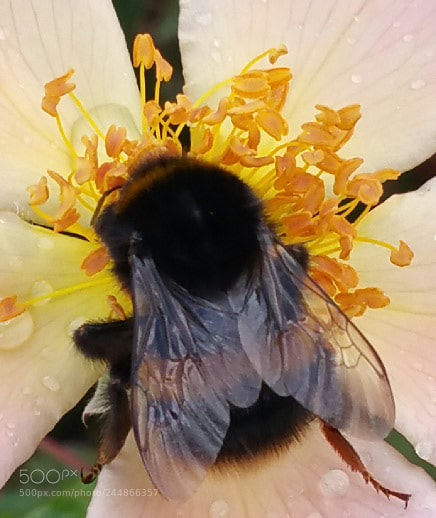 Samsung Galaxy Note4 sample photo. Buzzy photography