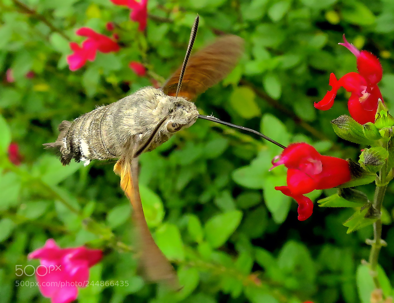 Canon PowerShot S120 sample photo. The hummingbird hawk-moth photography