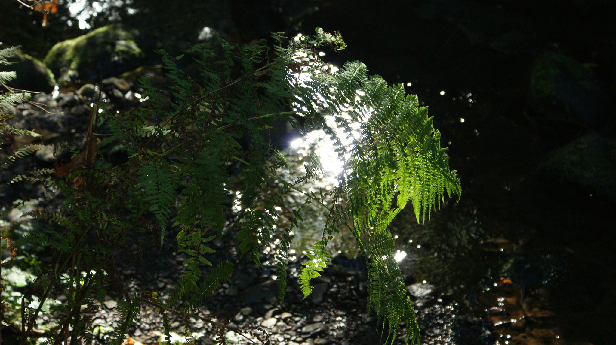 Sony DT 18-70mm F3.5-5.6 sample photo. Cascadia state park in oregon photography