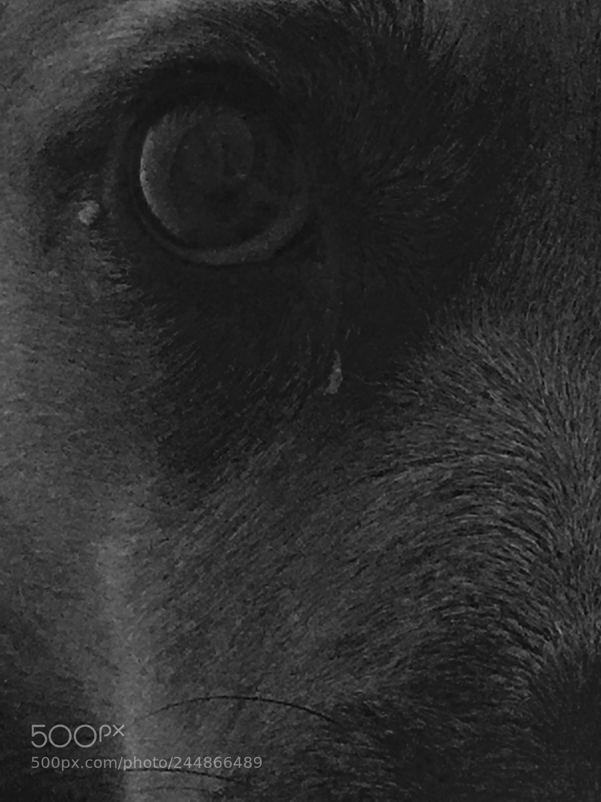 Apple iPhone 6s Plus sample photo. Untitled photography