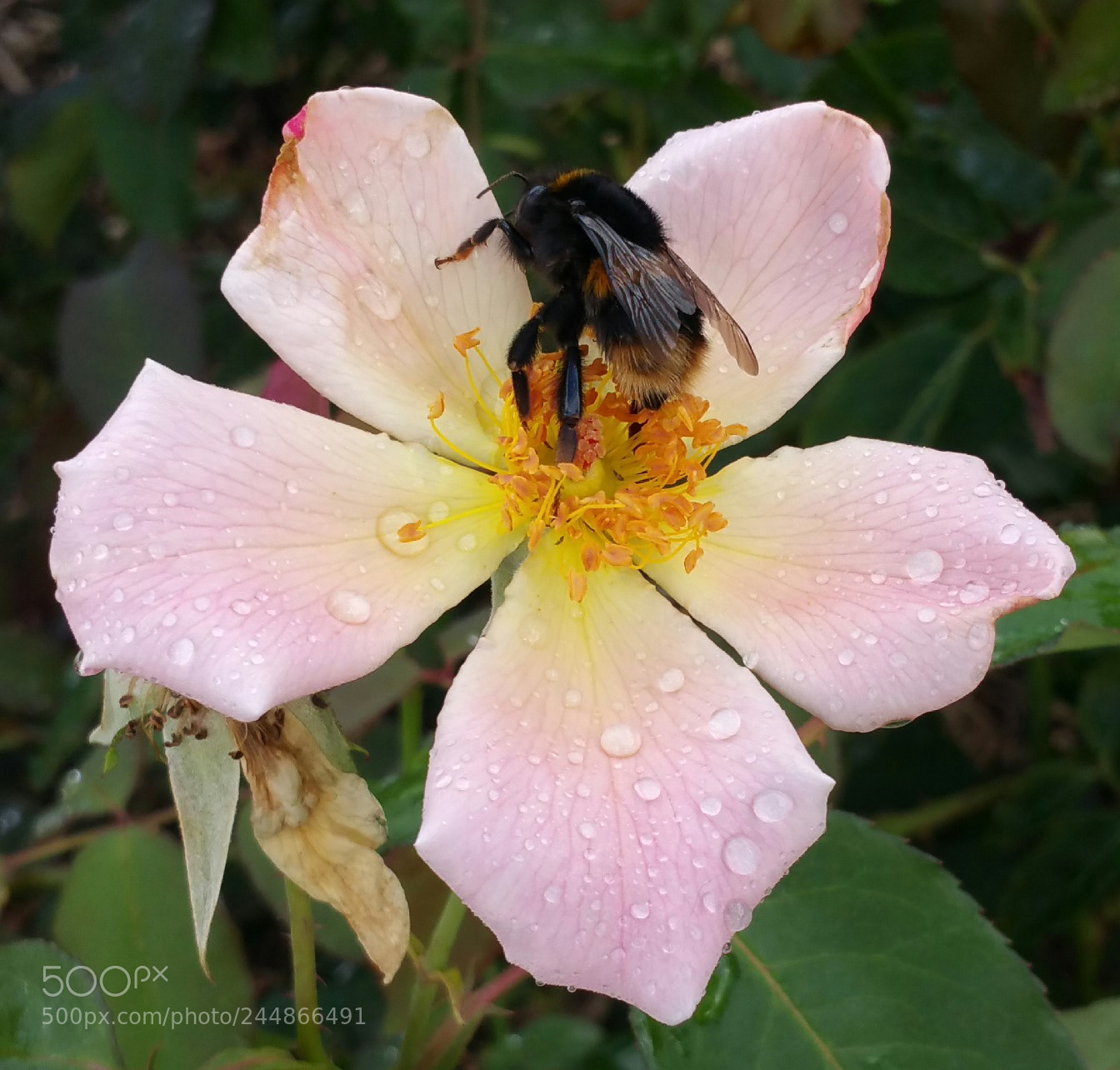 Samsung Galaxy Note4 sample photo. Pollentation photography